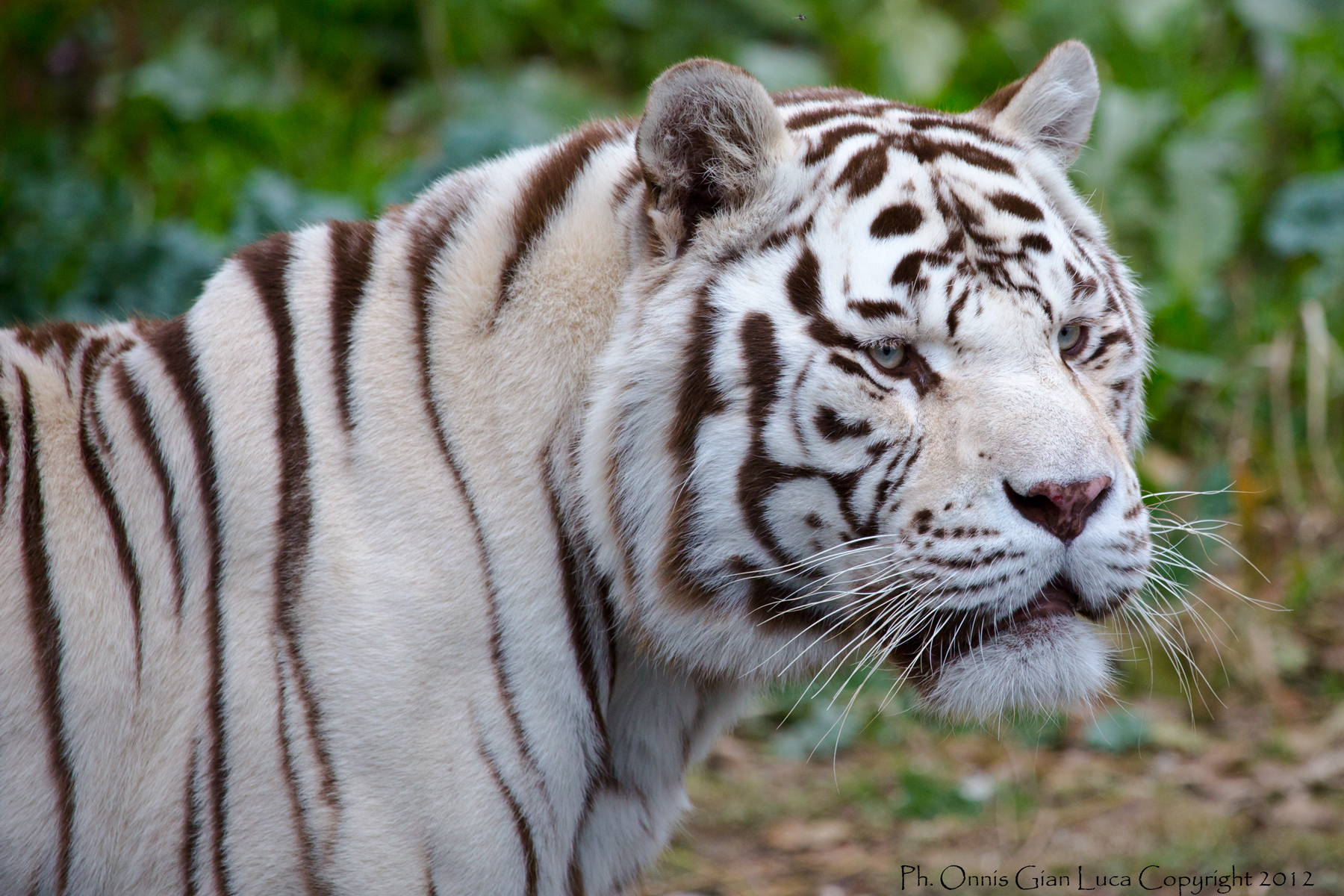 White Tiger of Bengal
