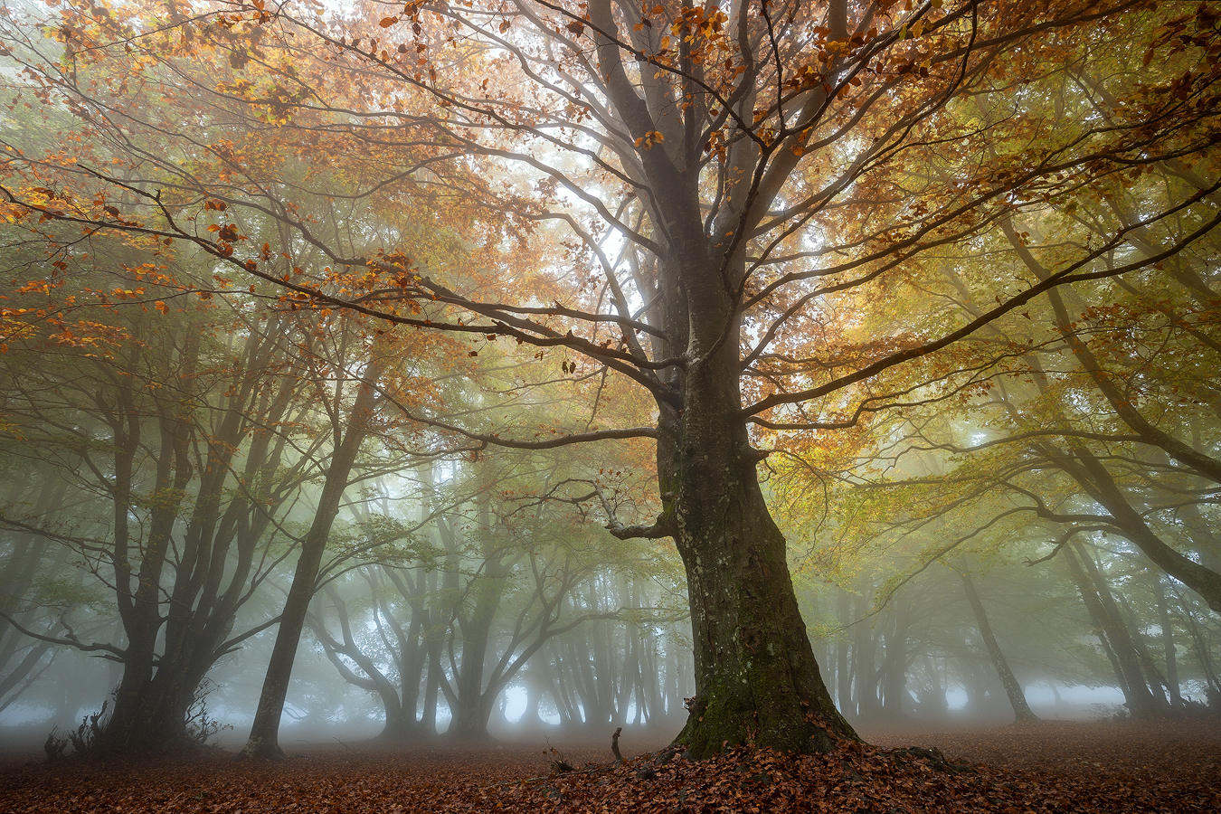 Trees in the Fog