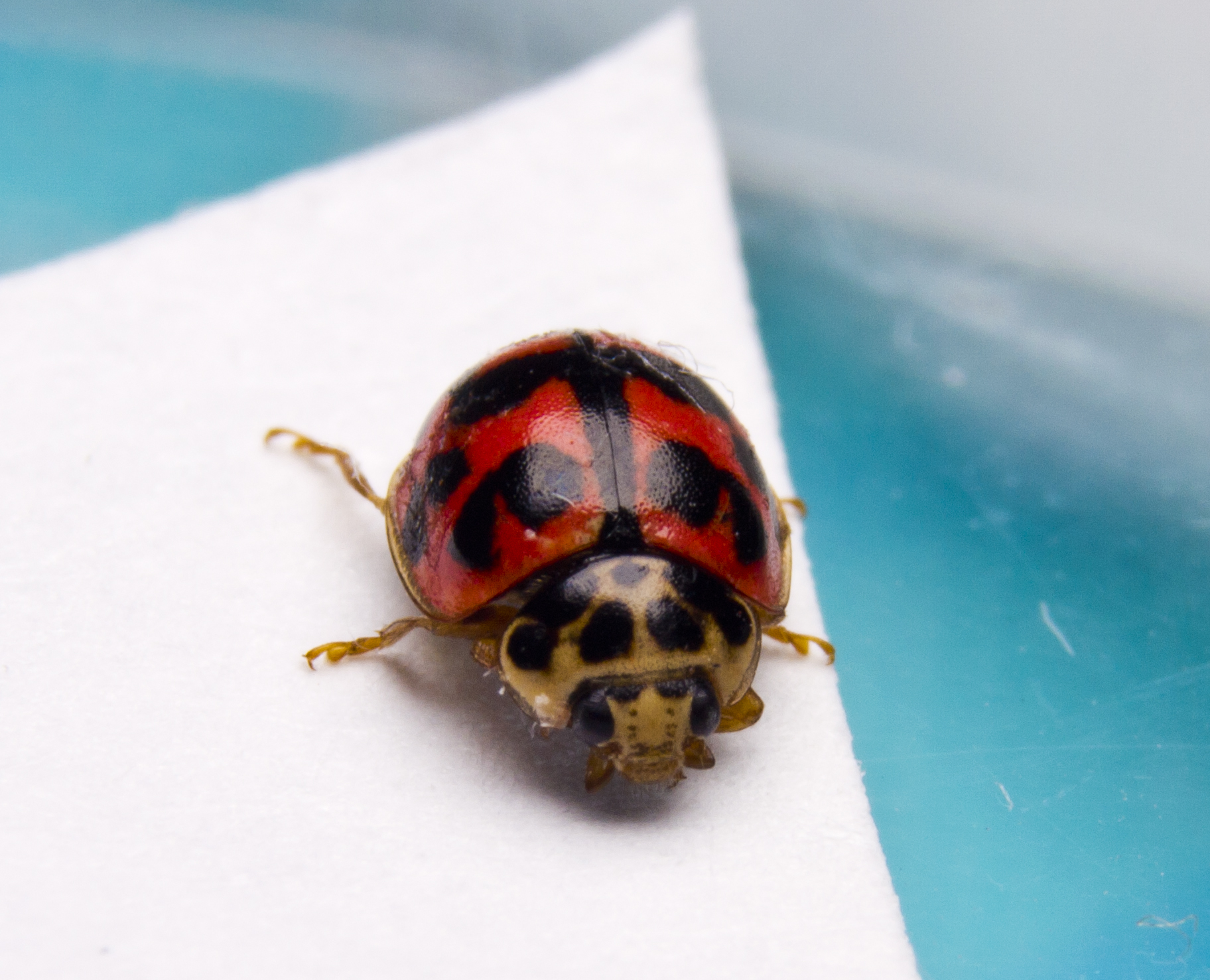 Ladybug