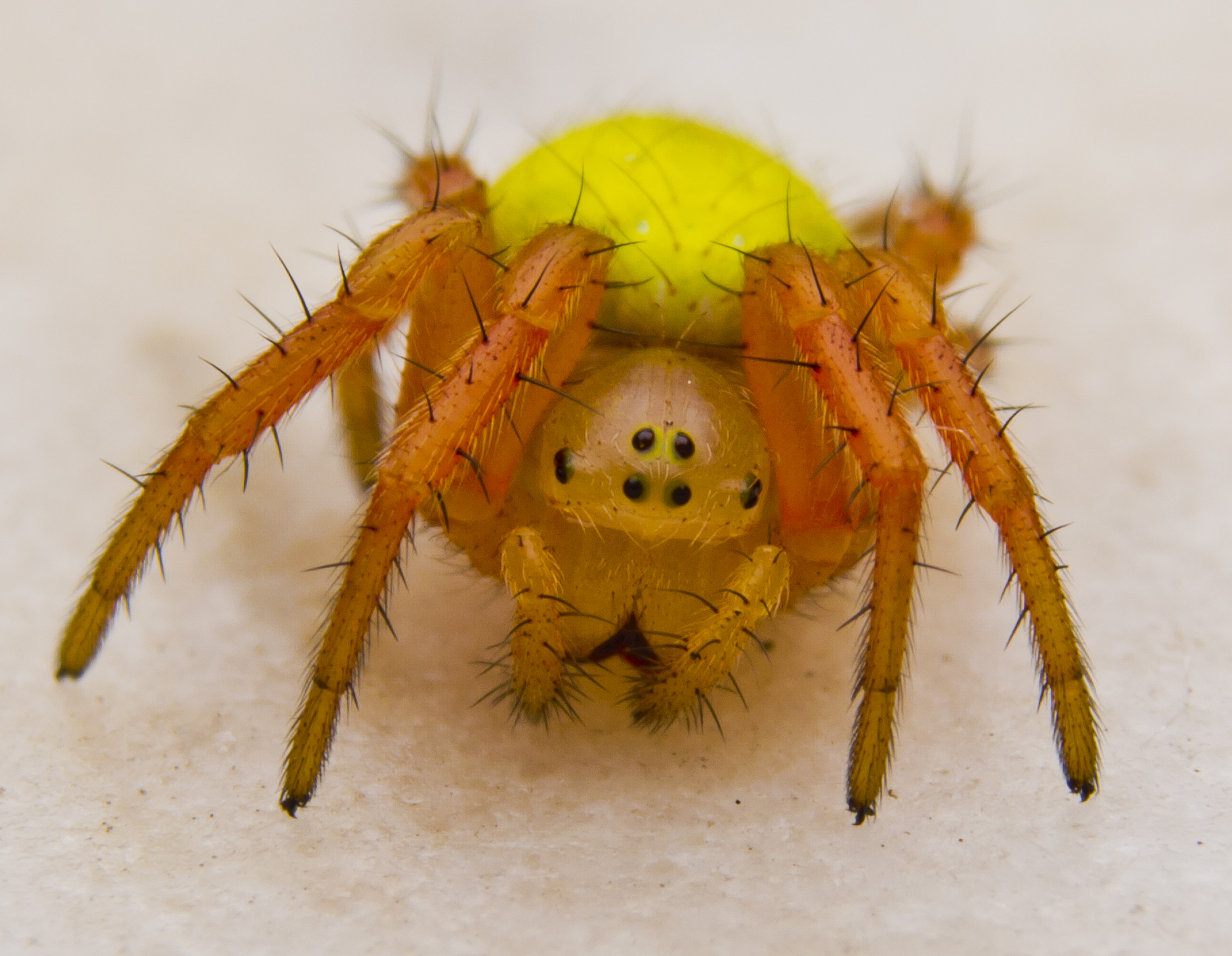 Araniella cucurbitine