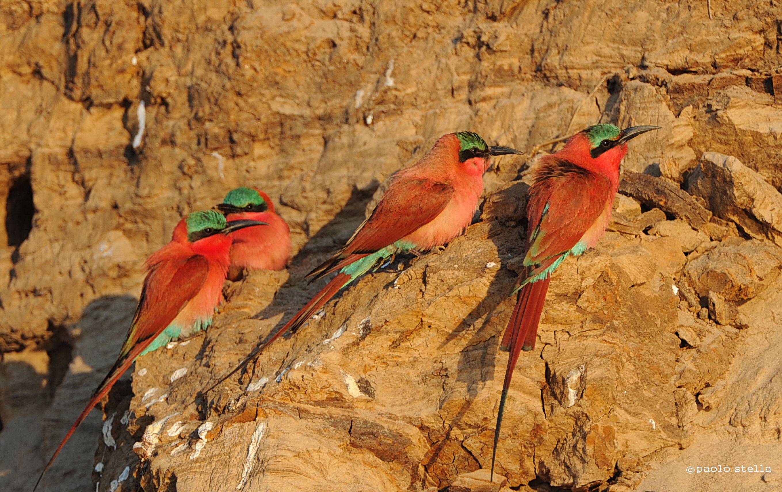 bee eaters on the river bank