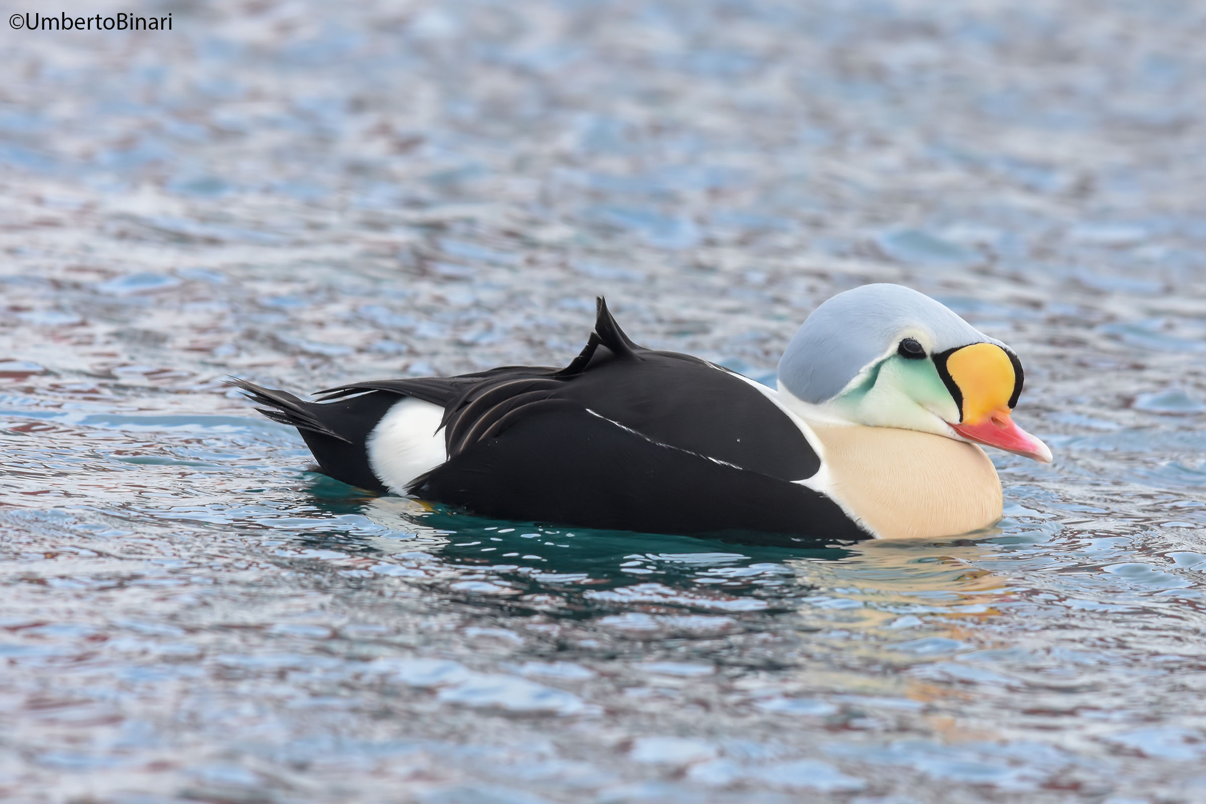 Re degli edredoni (Somateria spectabilis), King Eider