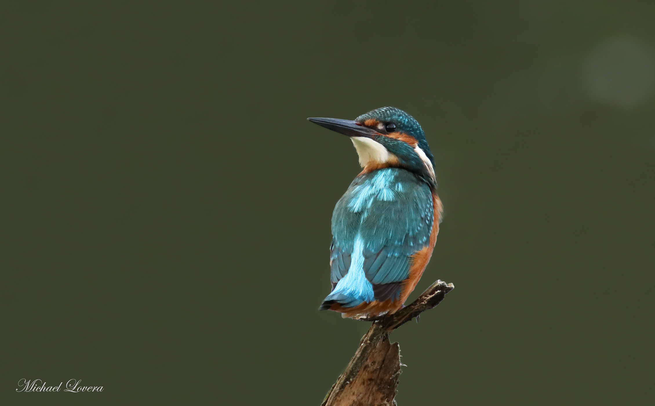 Kingfisher