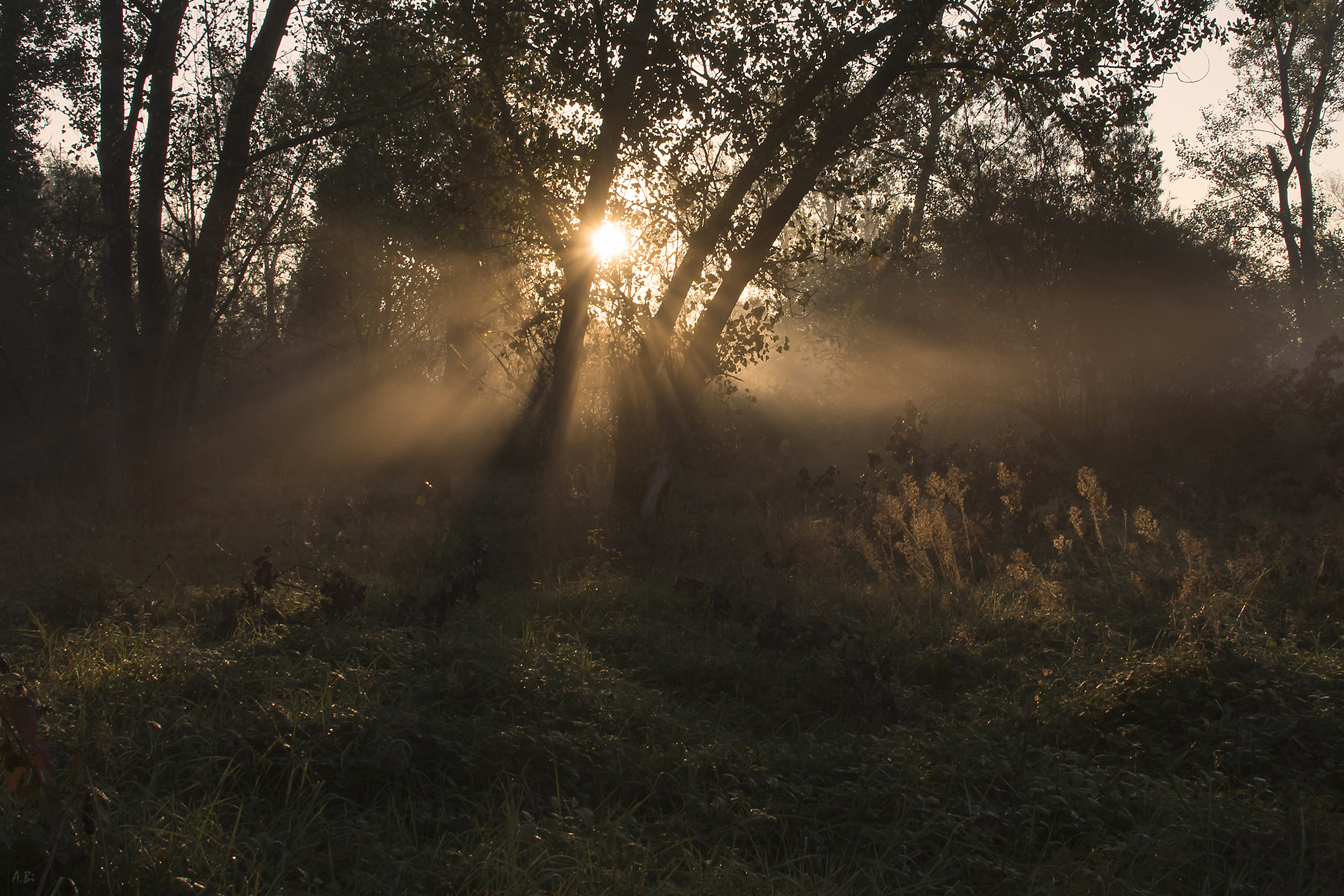 In the morning Light