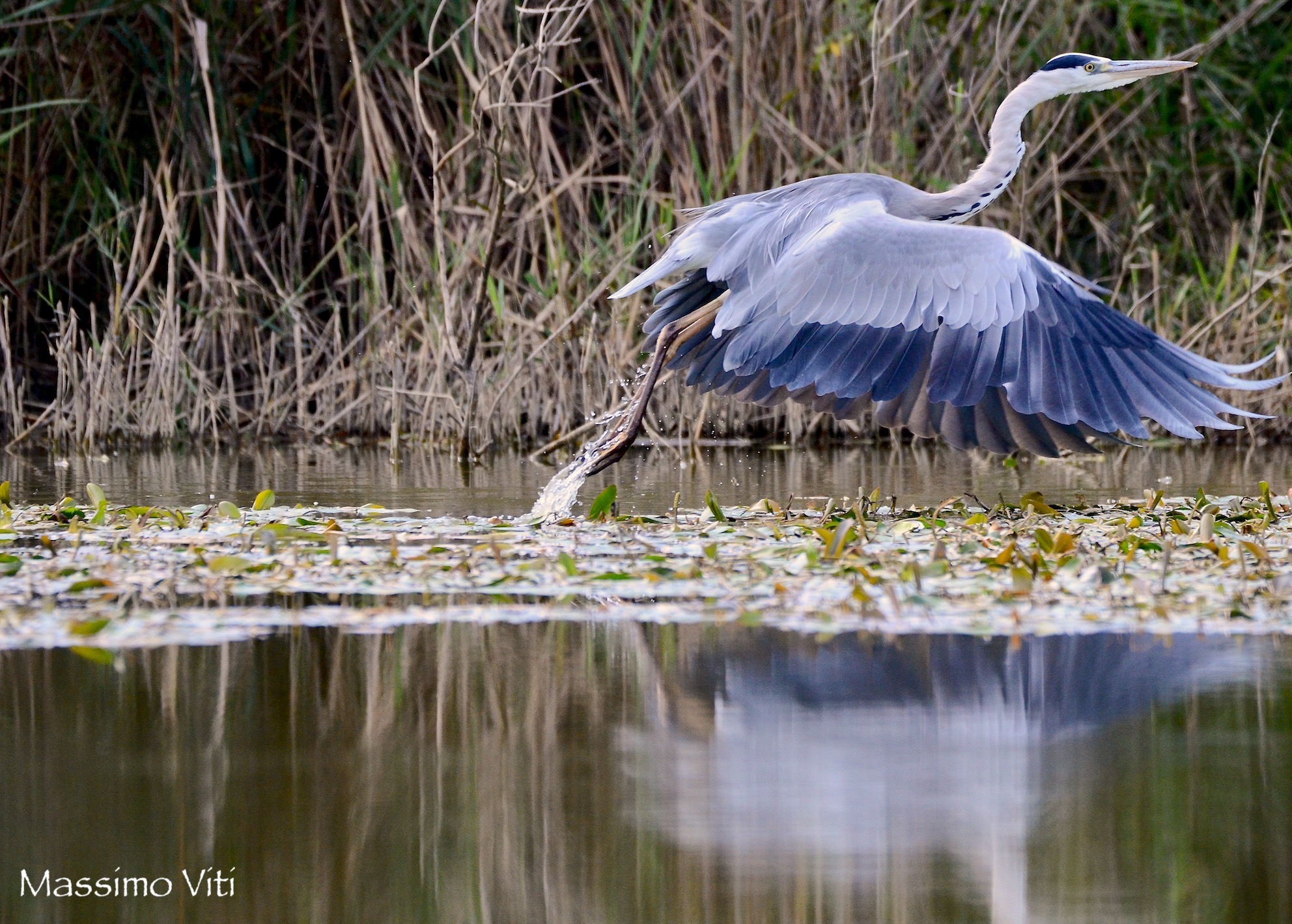 La partenza dell'Airone cenerino