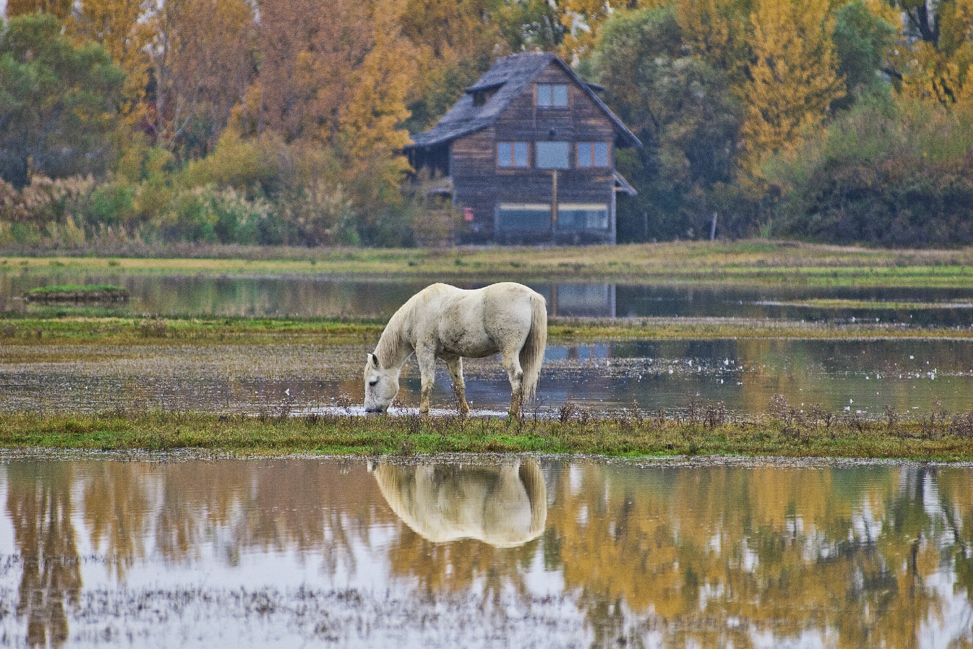 autunno all'isola della Cona