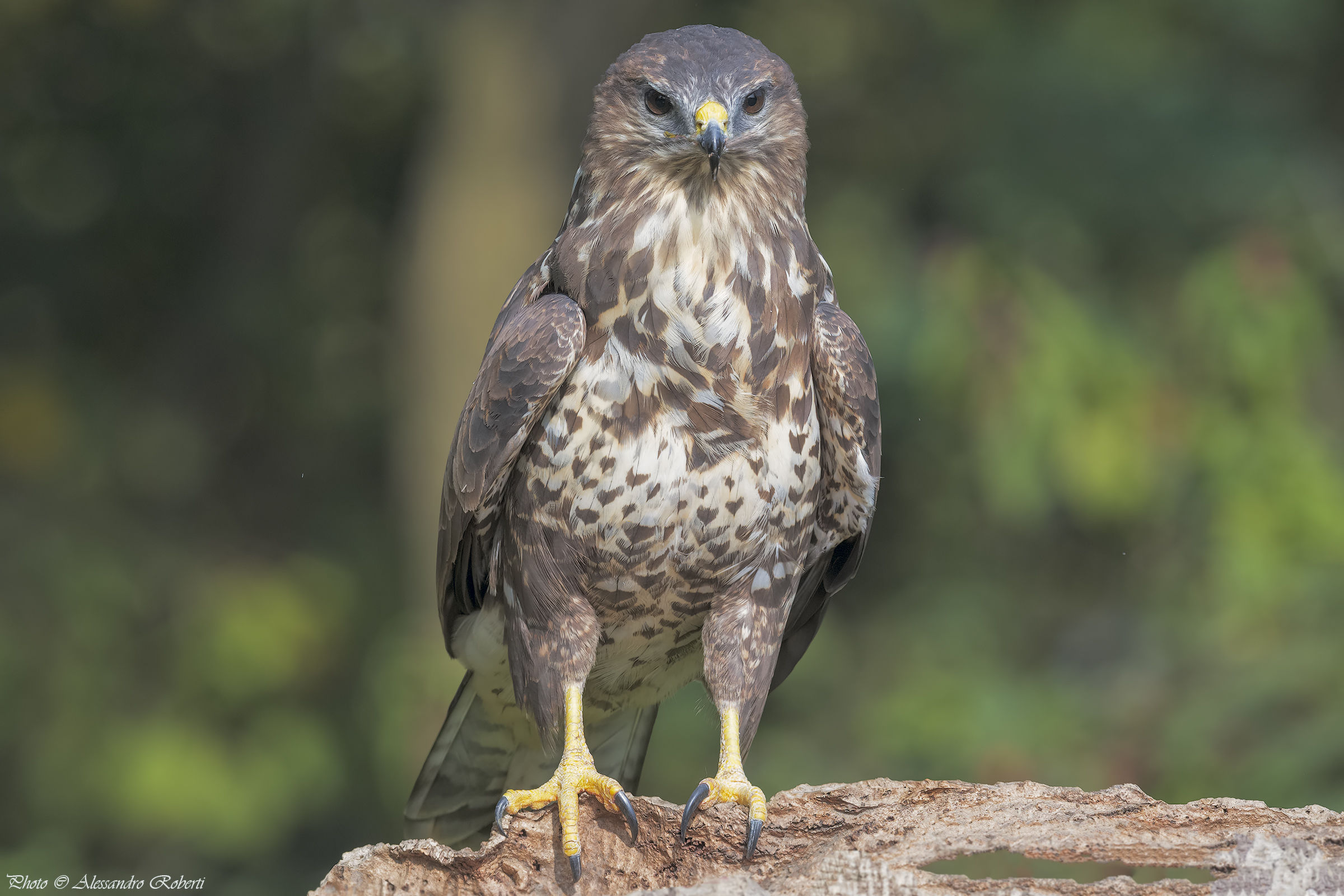 First Buzzard of the season