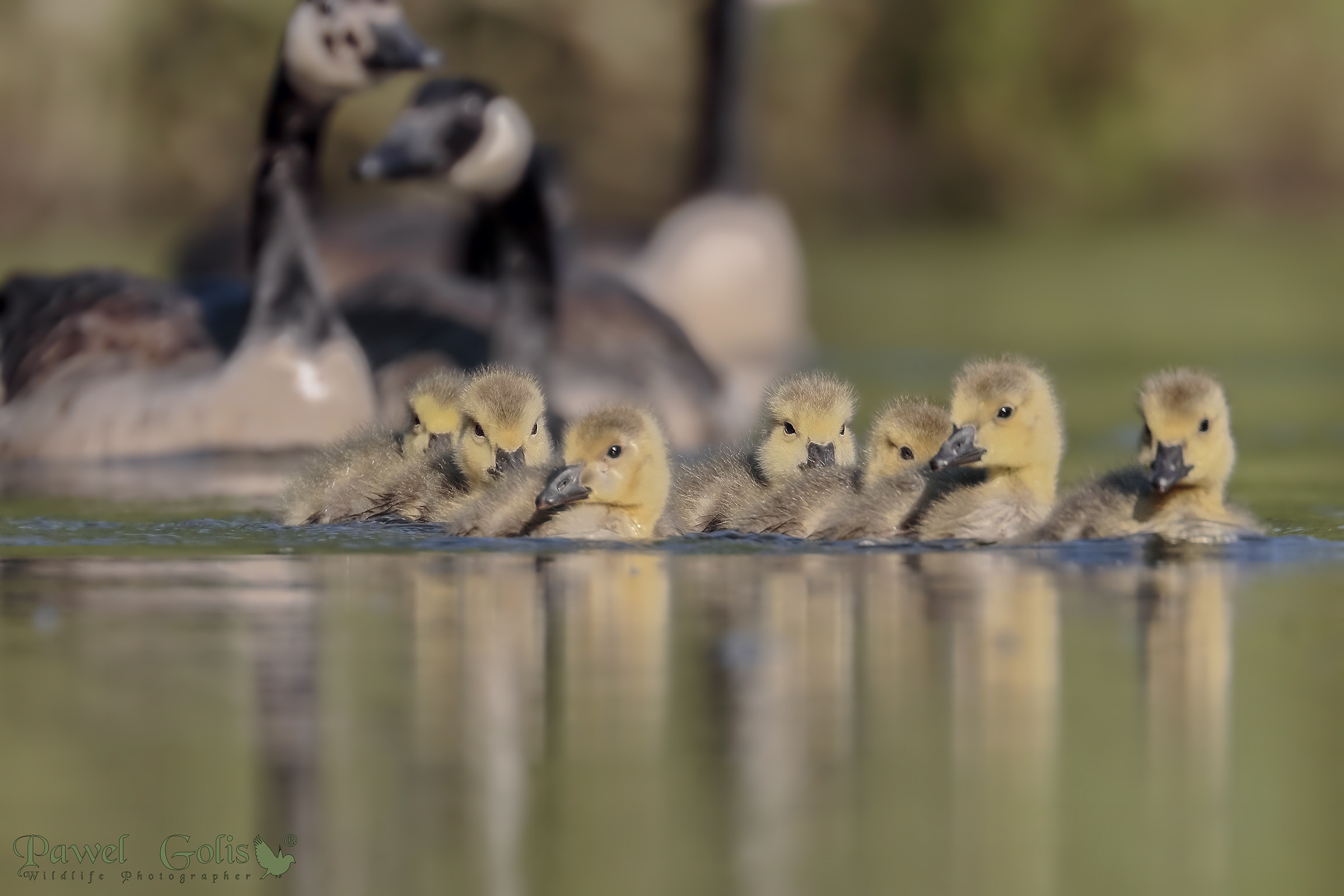 Oca canadese (Branta canadensis)