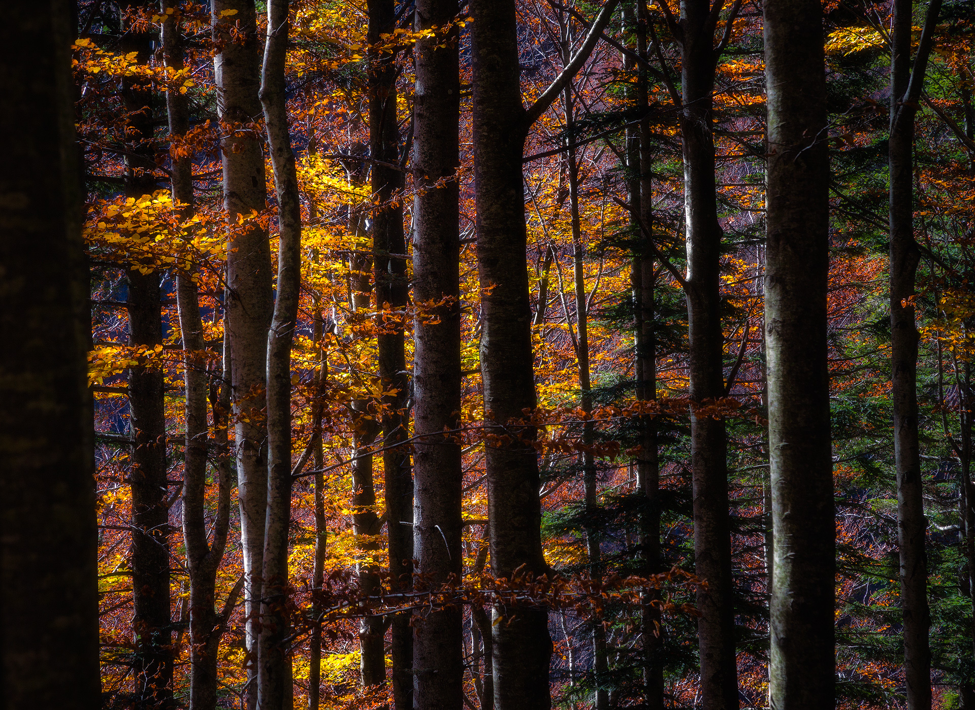 The colors of the forest