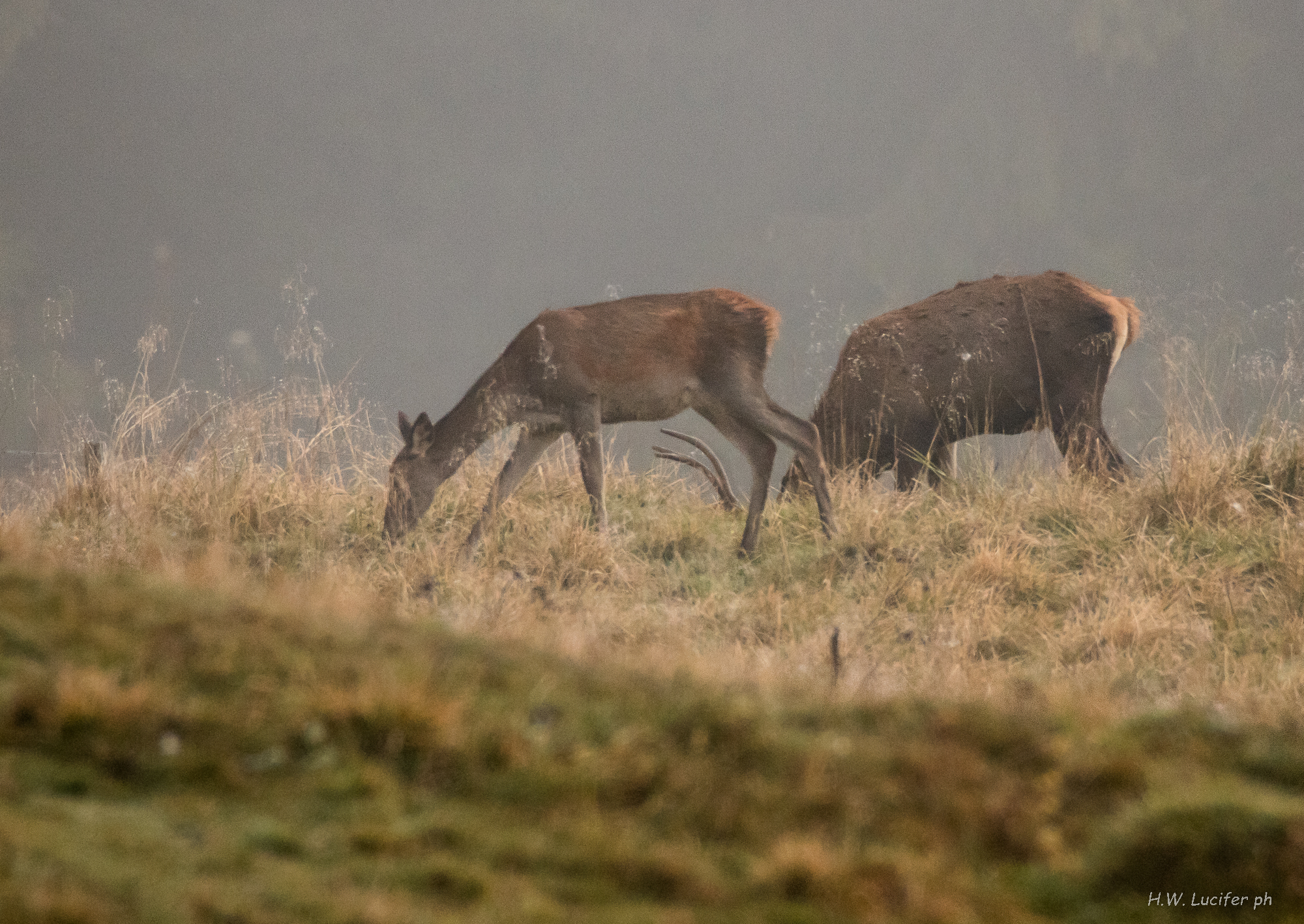 Profili nella nebbia