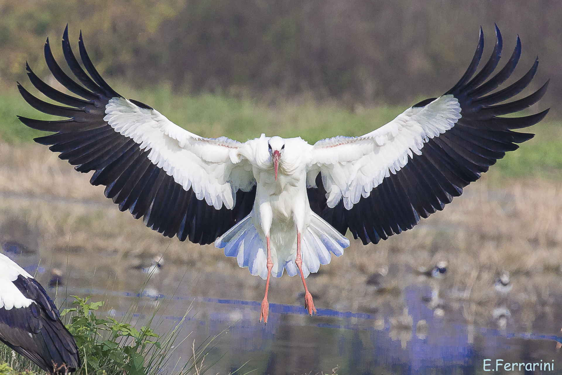 cicogna in fase di atterraggio