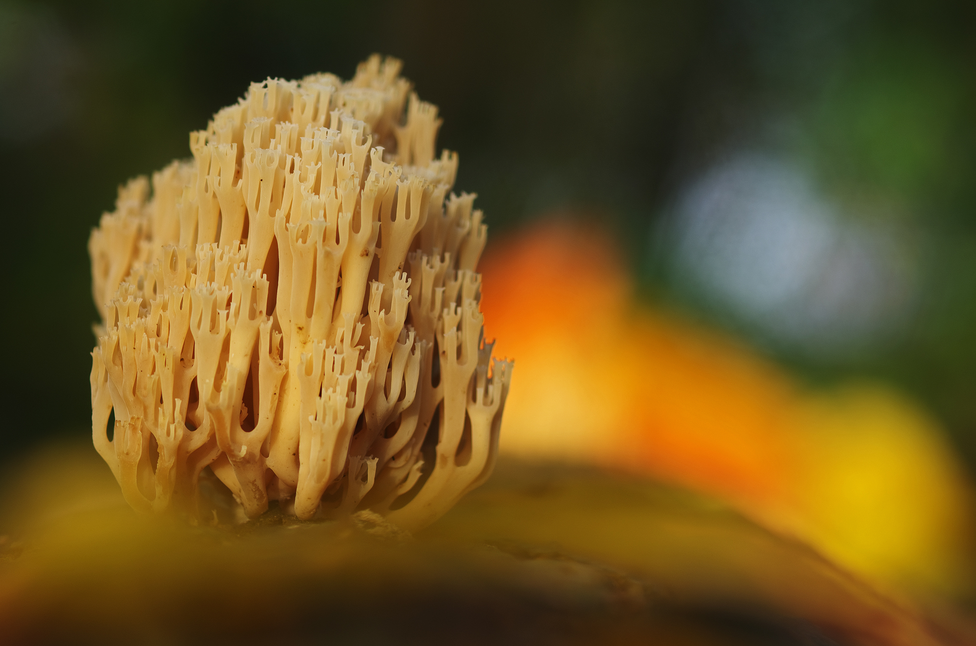 Ramaria