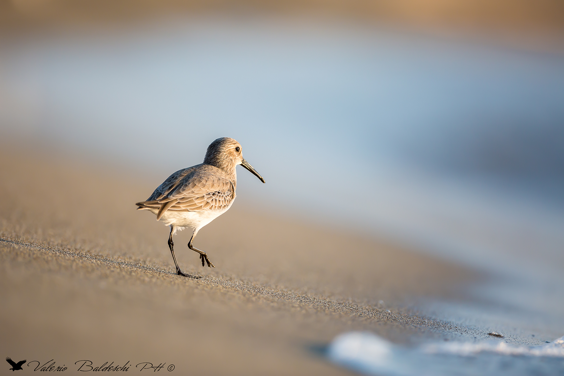Octopus Pancianera. The last search of the dinner