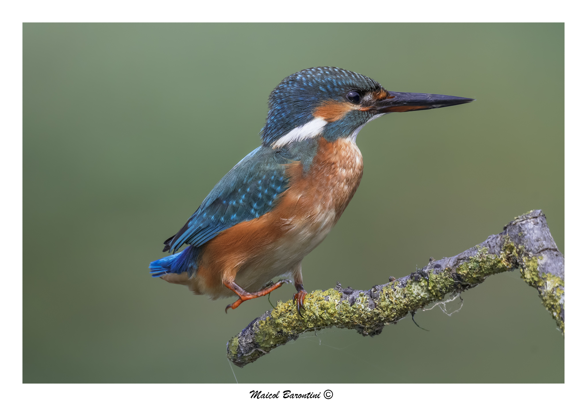 Kingfisher