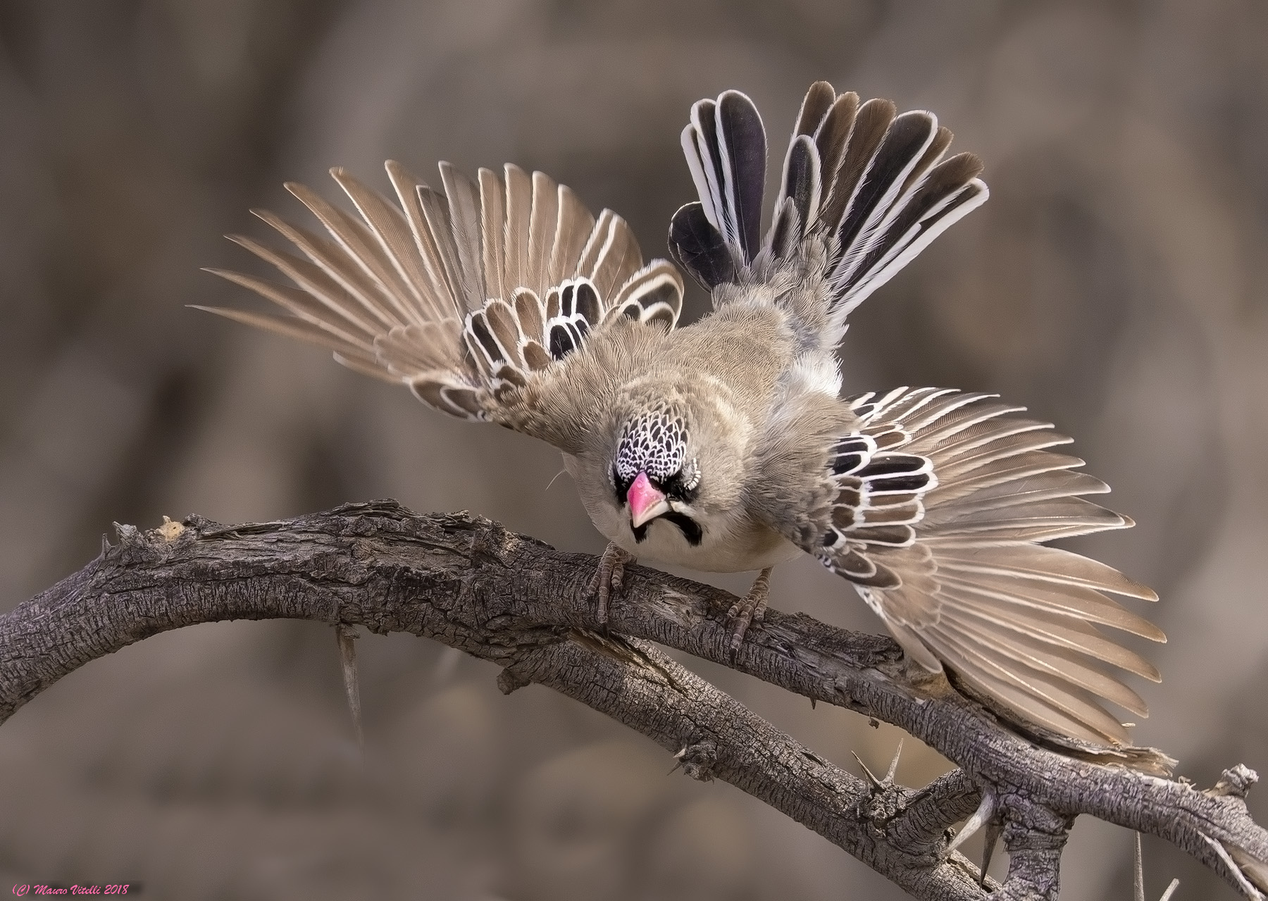 Scaly-feathered-finch (central Kalahari)