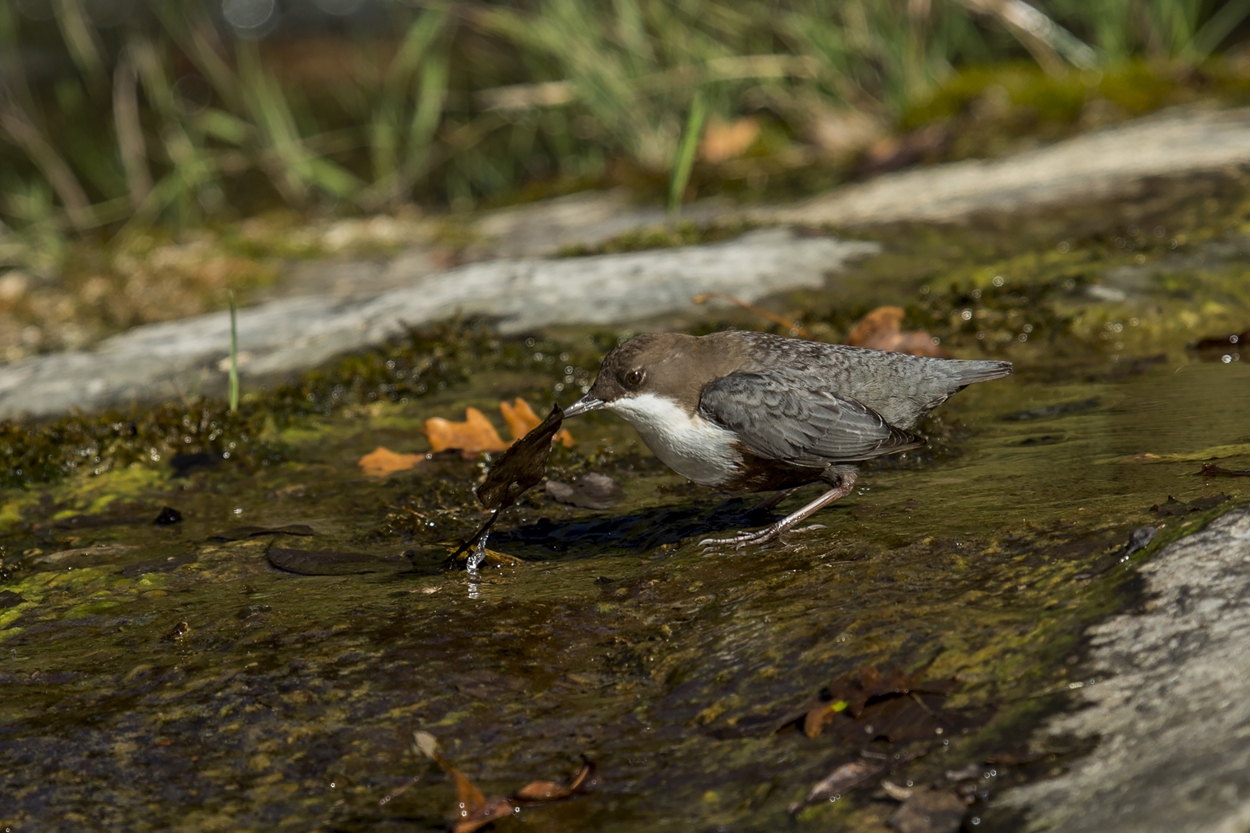 Water bird in search of food