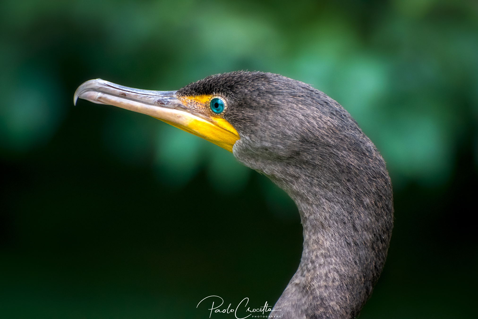 Ritratto di cormorano pt.2