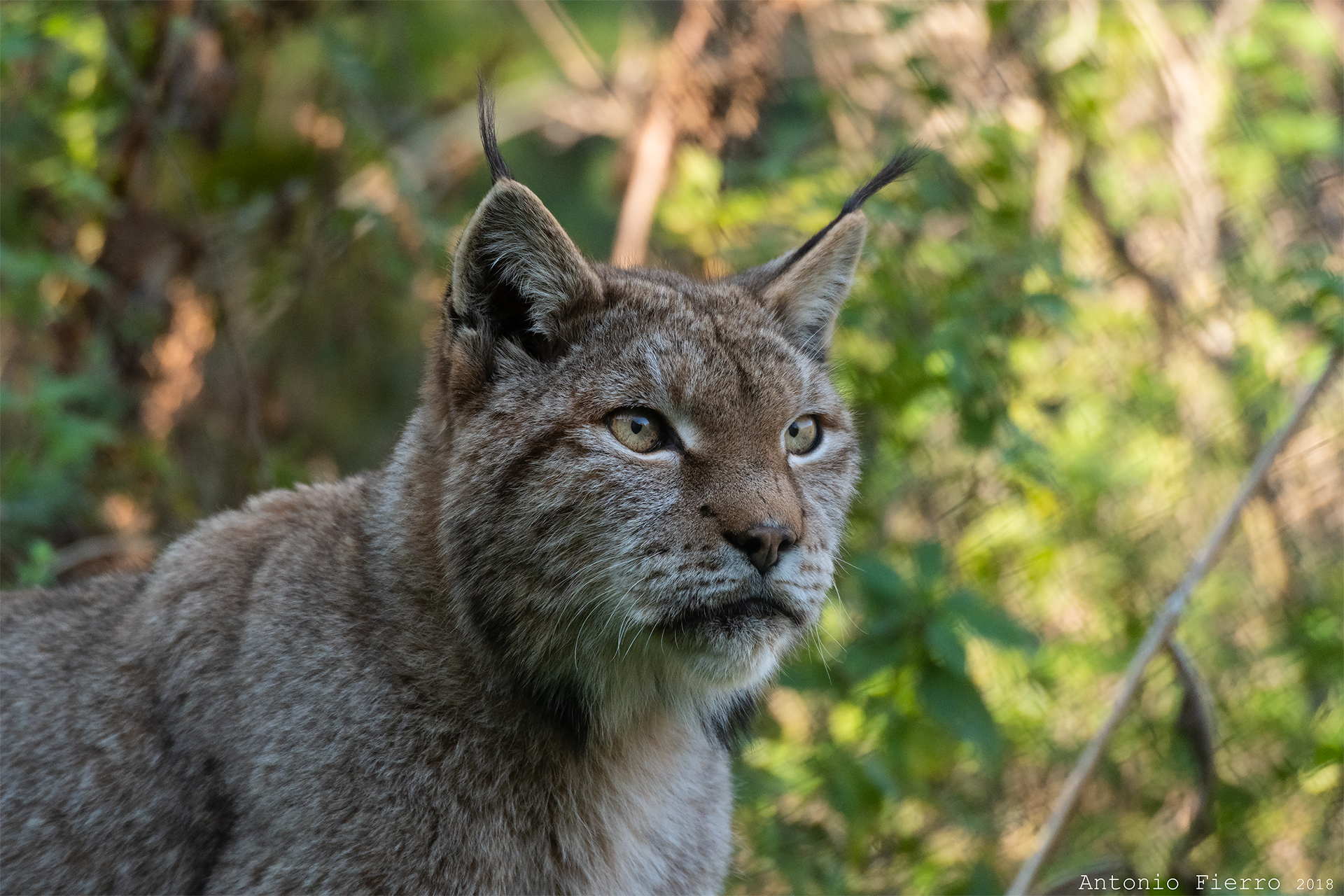 Lince