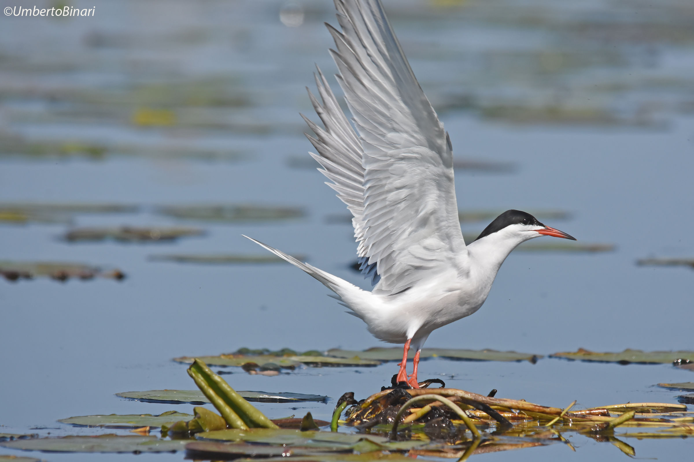 Sterna comune (Sterna hirundo), Common Tern