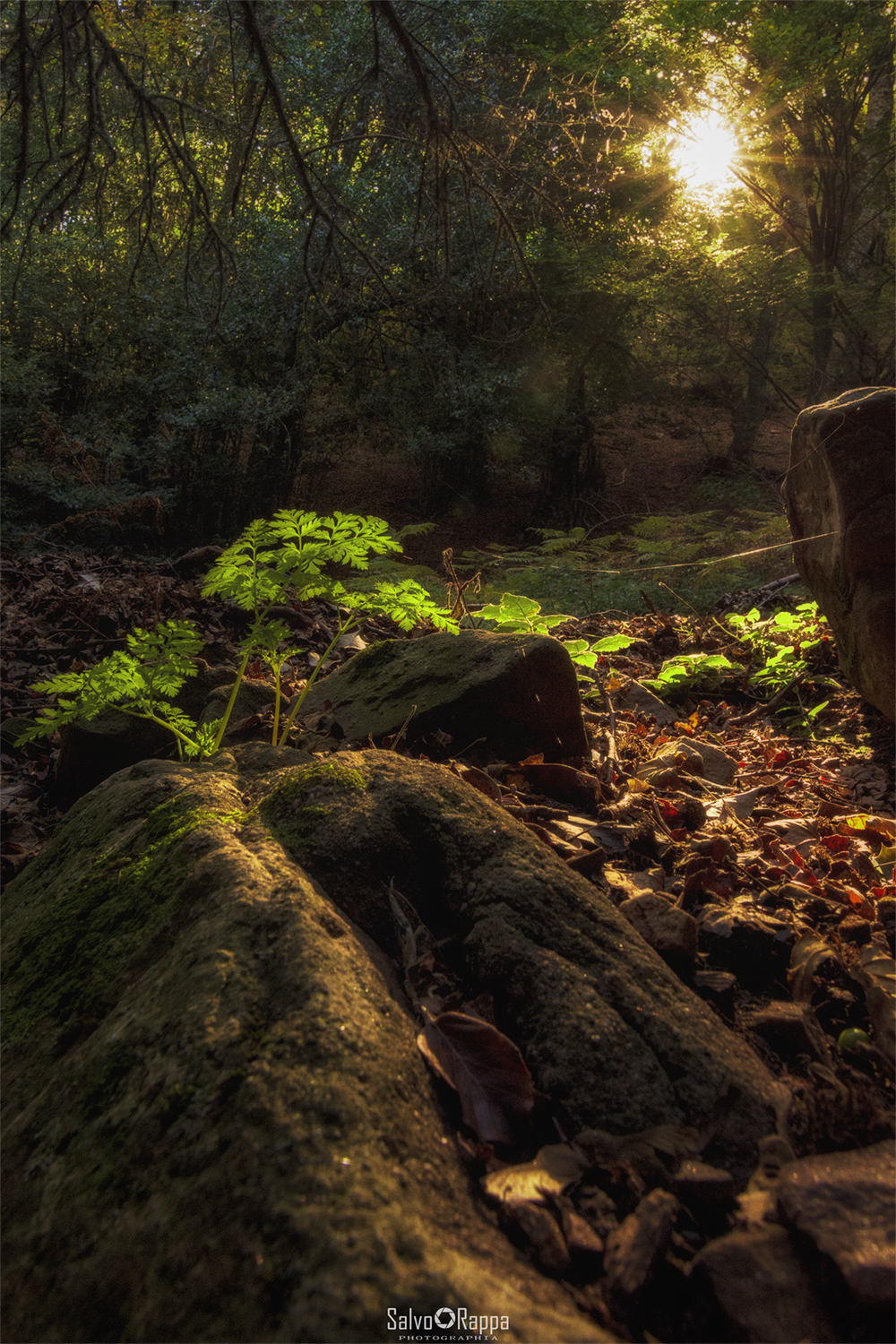 La Magia delle Madonie