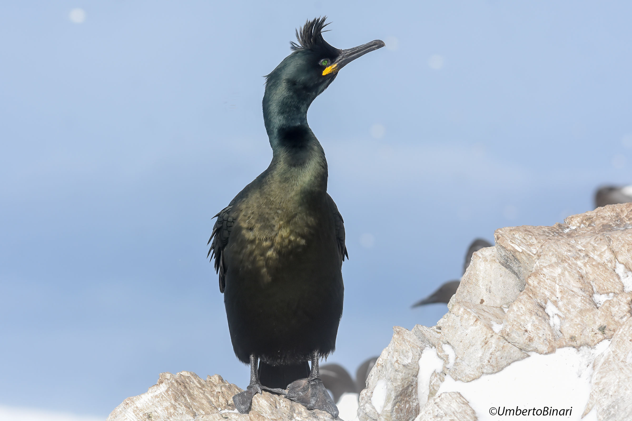 Marangone dal ciuffo (Gulosus aristotelis)