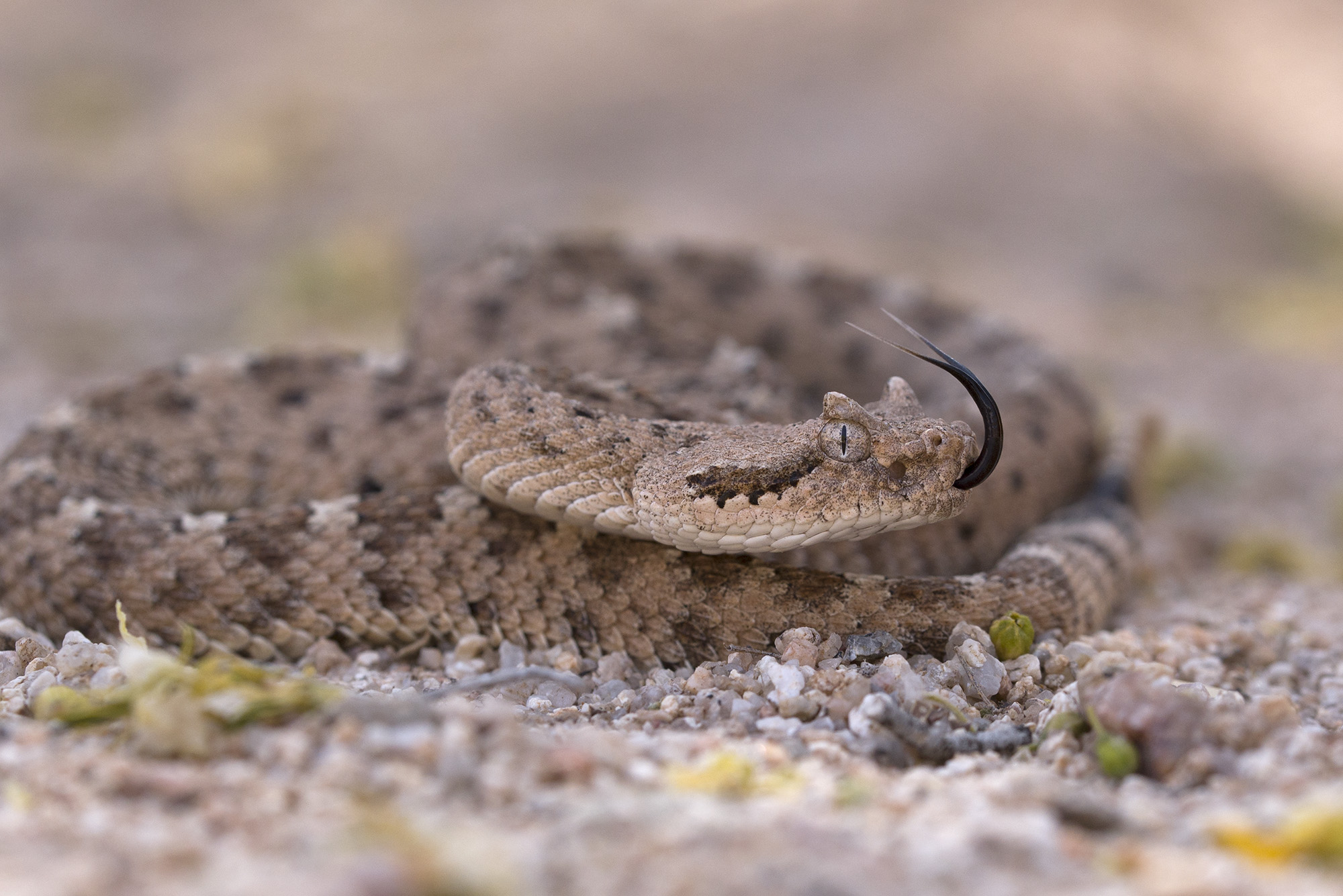 Crotalus cercobombus