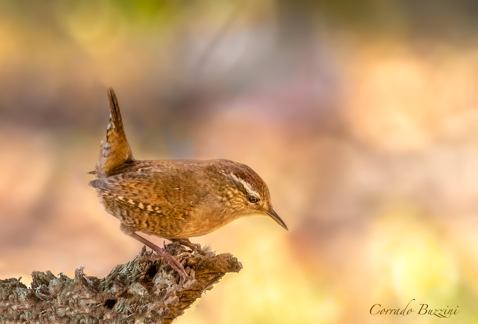 Wren