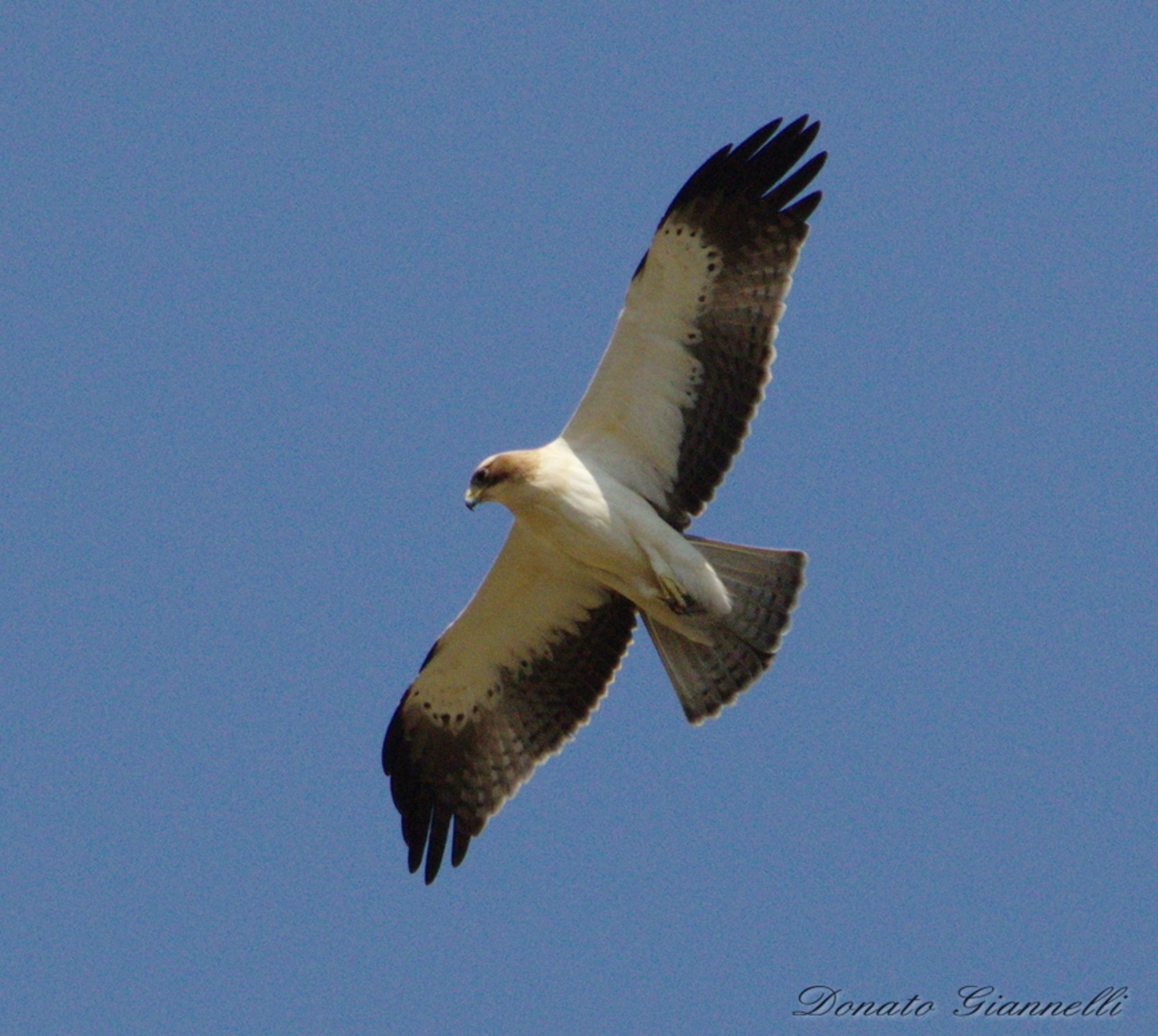 Aquila minore chiara