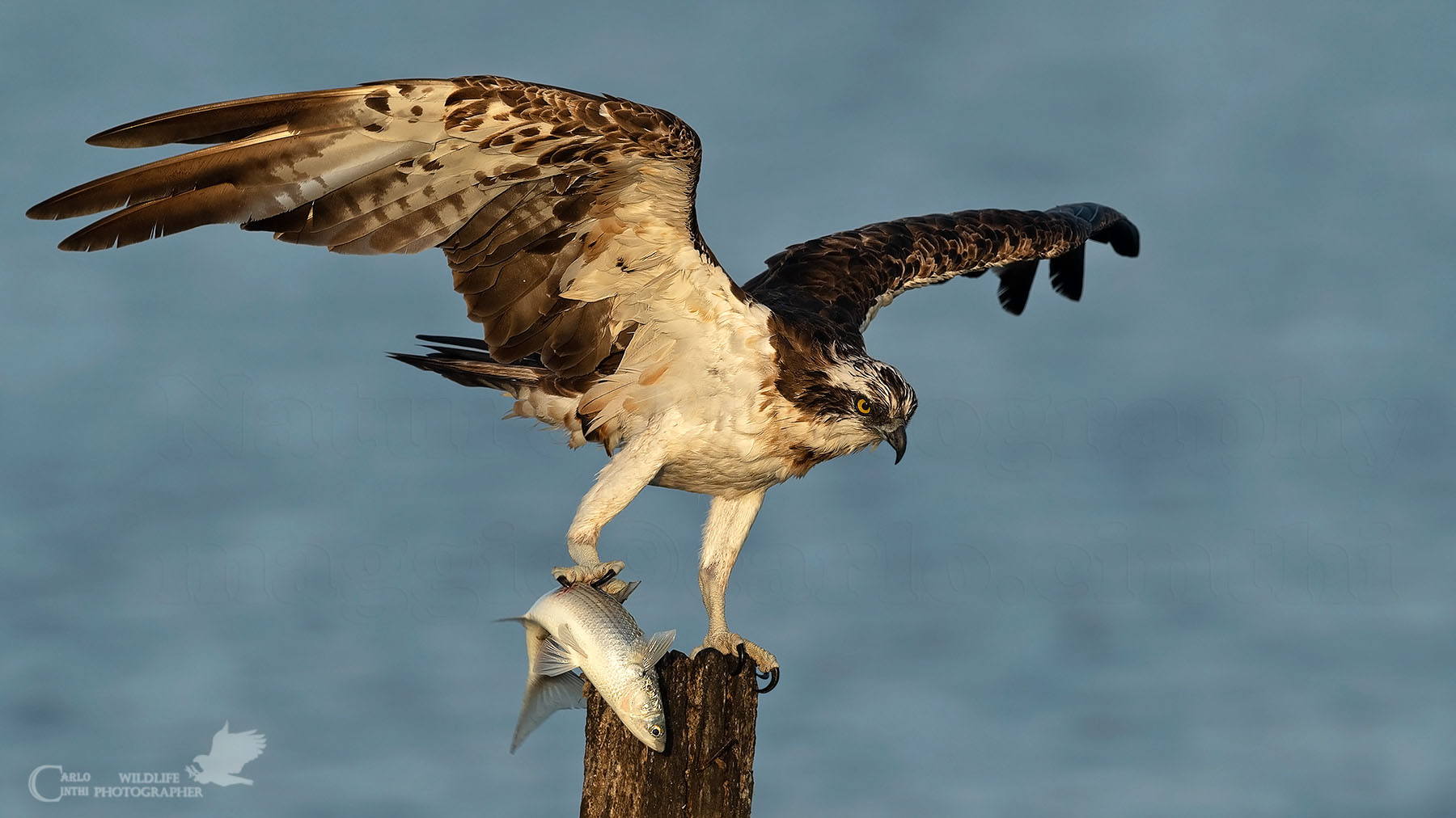 Osprey