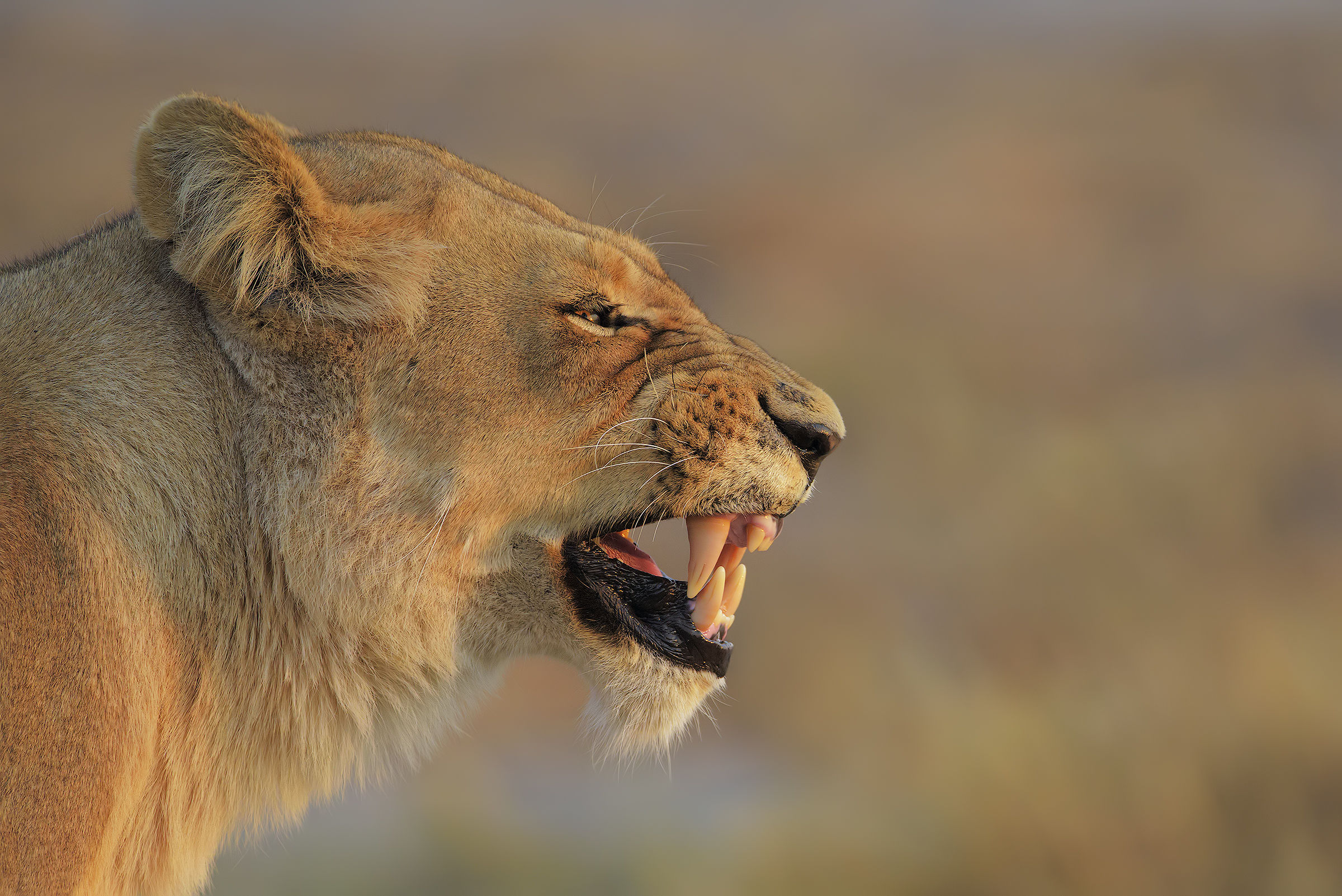 La Regina di Sekekama