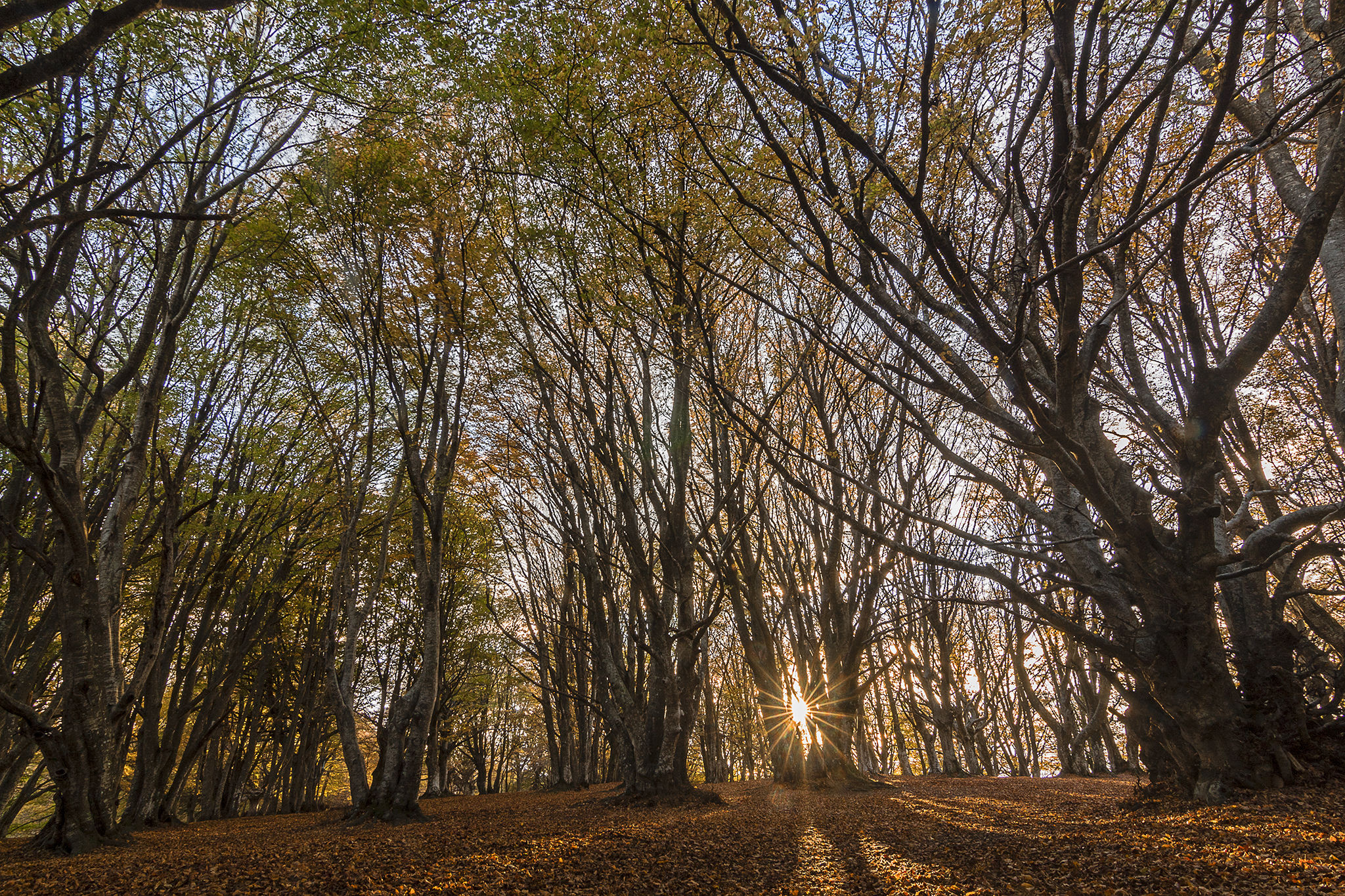 Canfaito the Classic