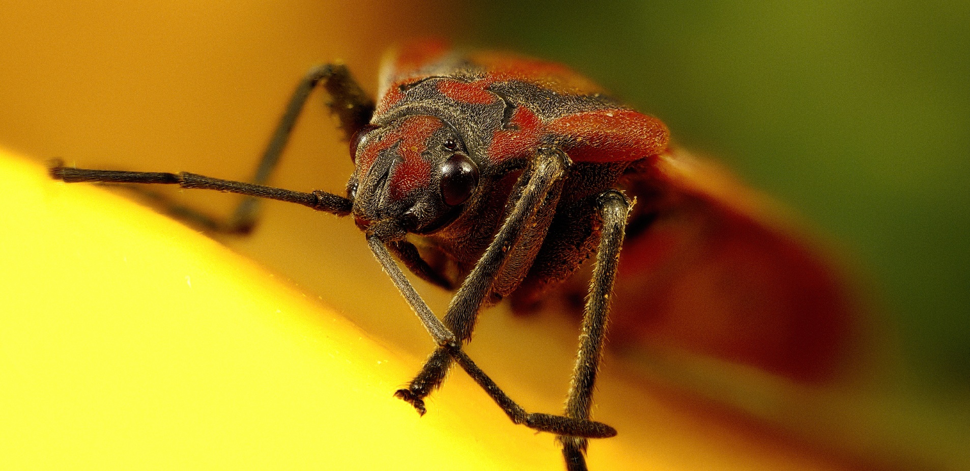Spilostethus pandurus