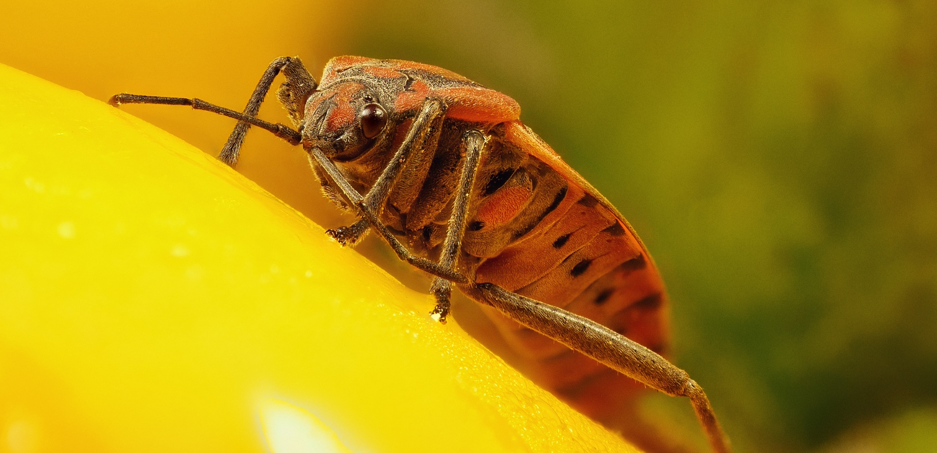 Spilostethus pandurus 2