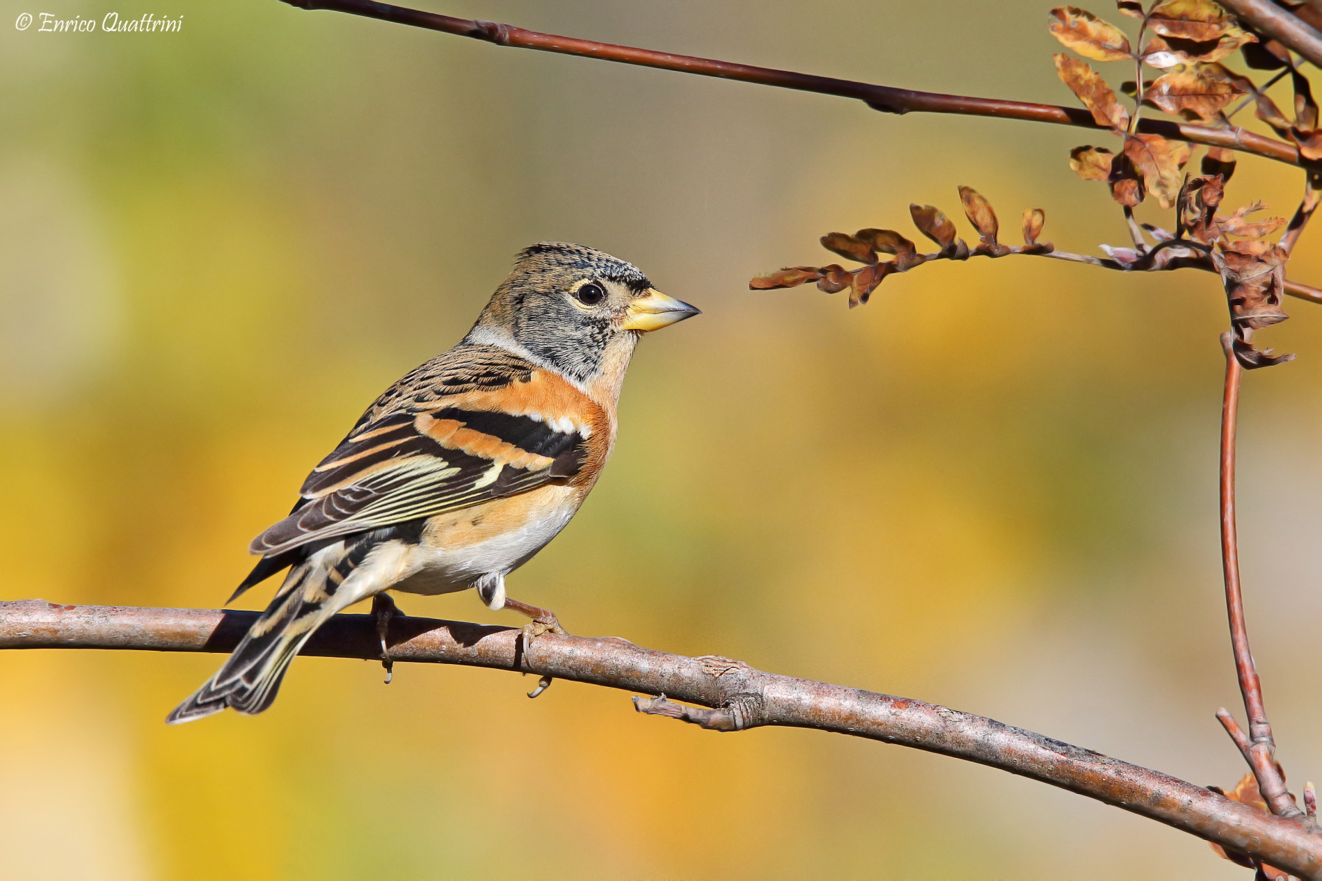 Brambling