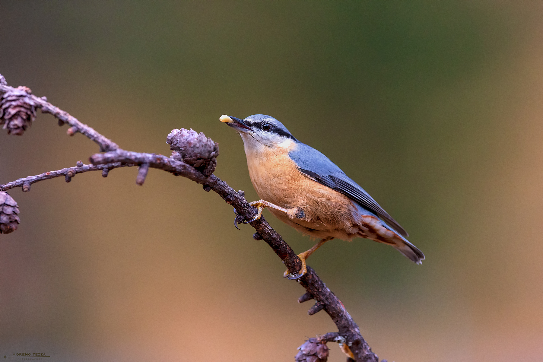 Nuthatch