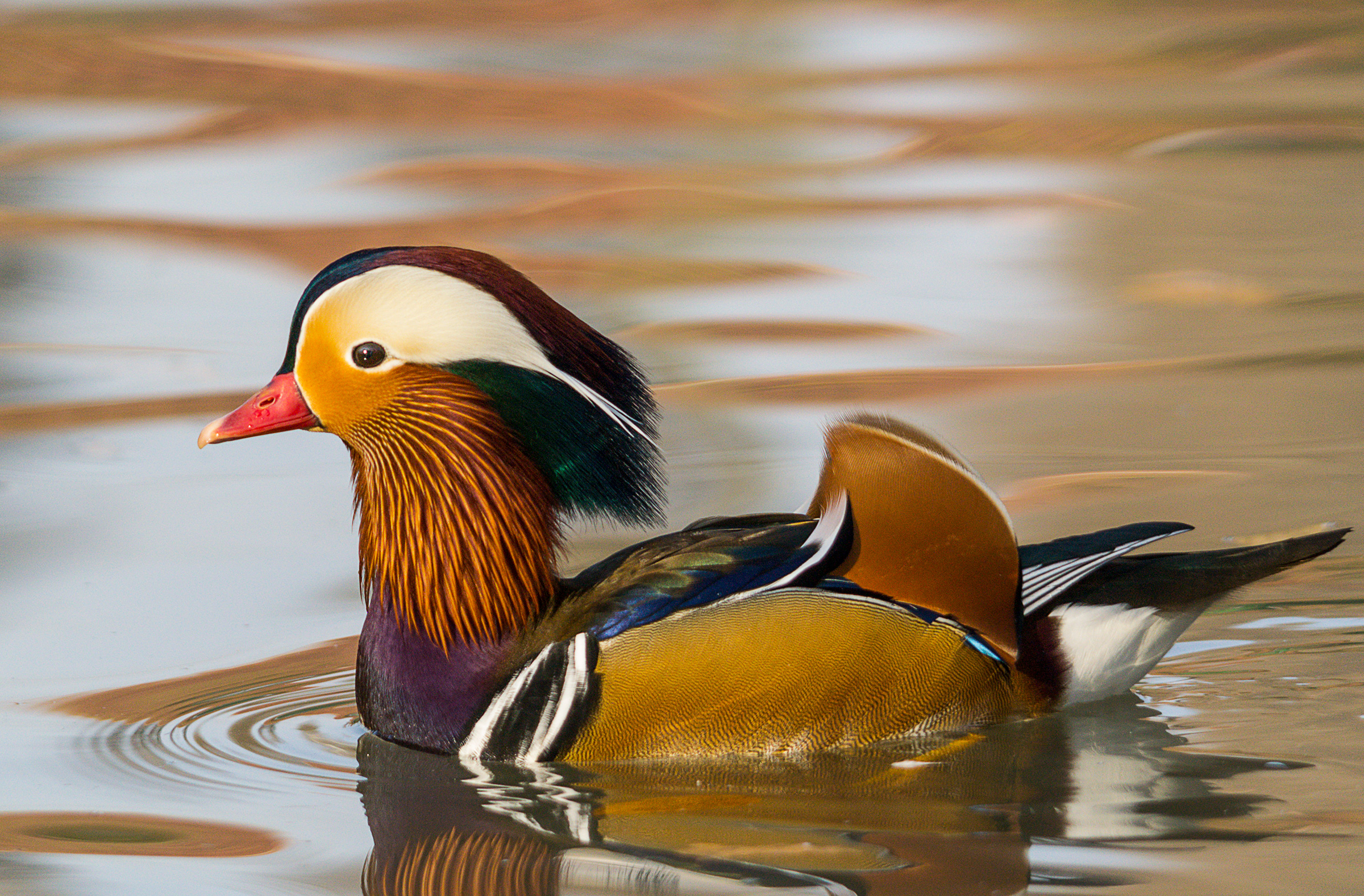 Aix galericulata - Anatra Mandarina