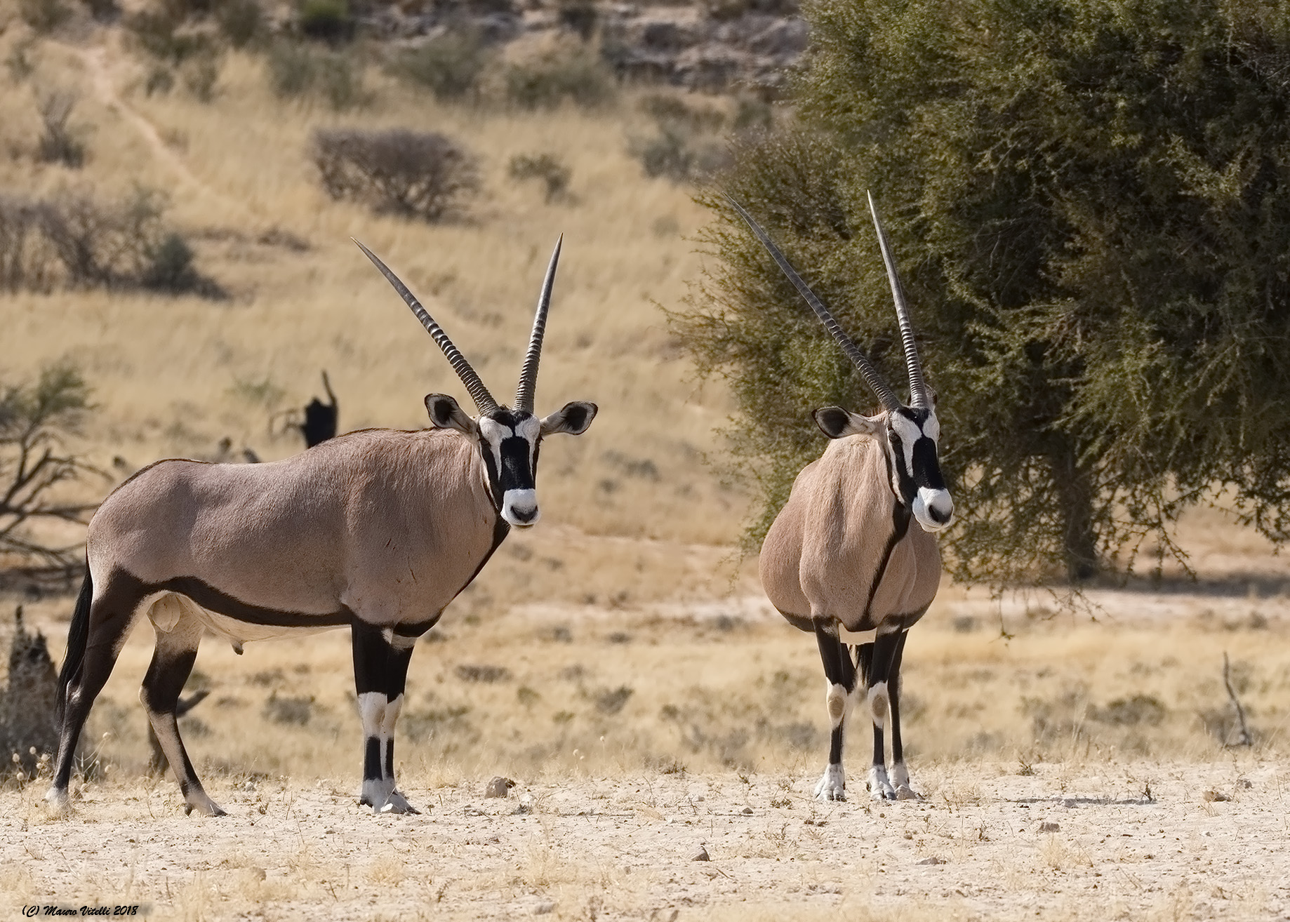 Orici (Central Kalahari)