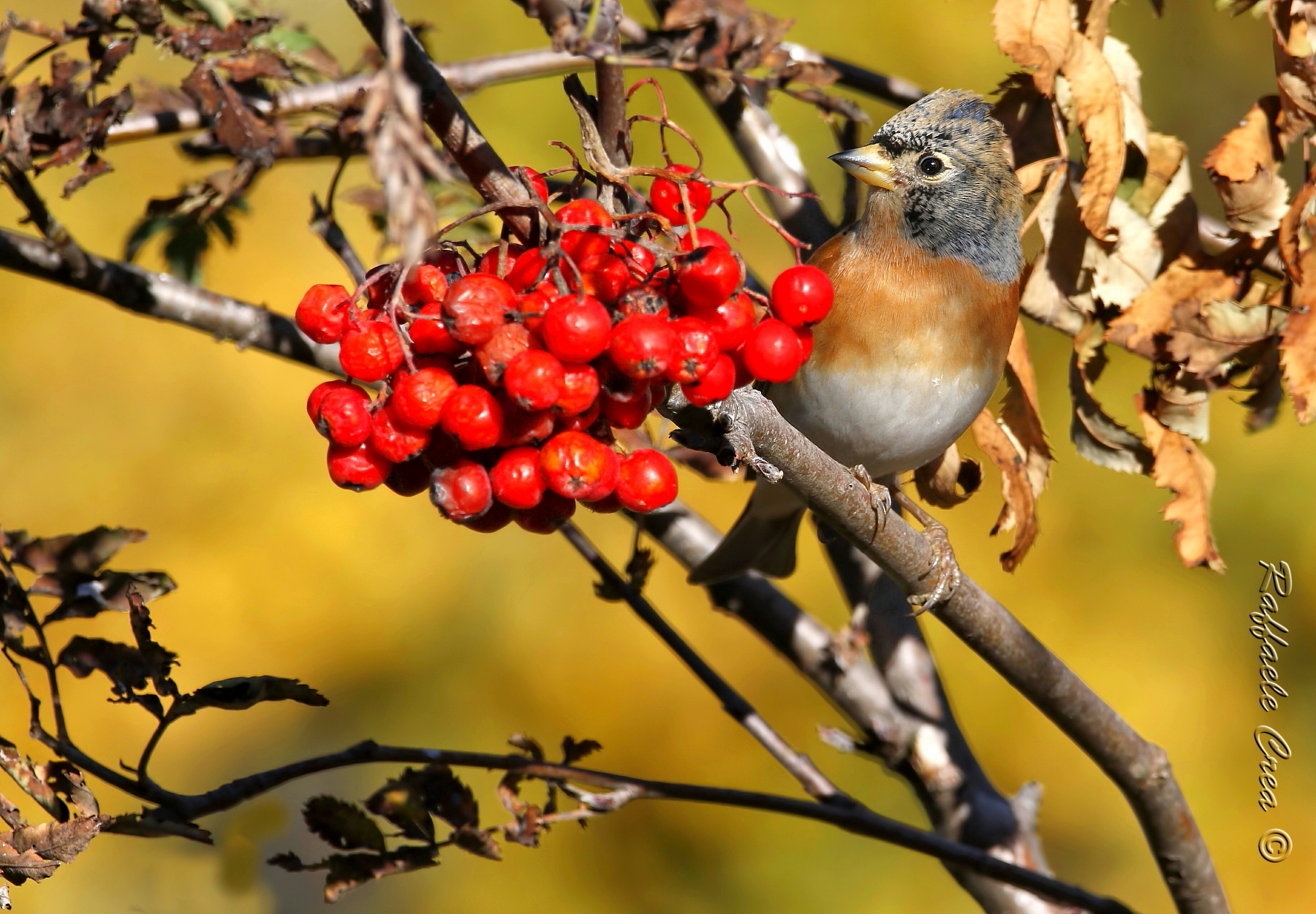La Peppola ed il Sorbo