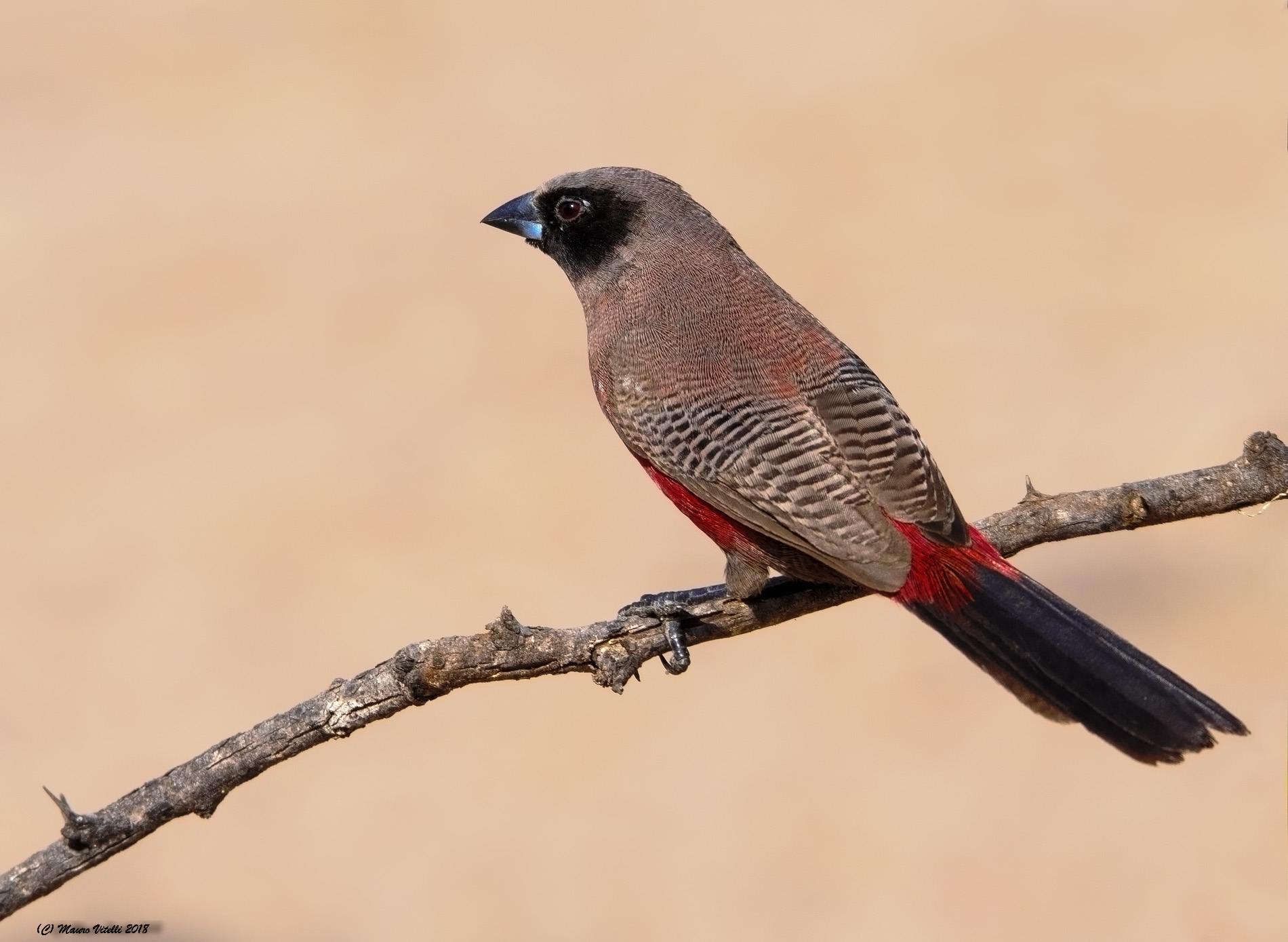 Black-faced waxbill (Estrilda erythronotos) Kalahari