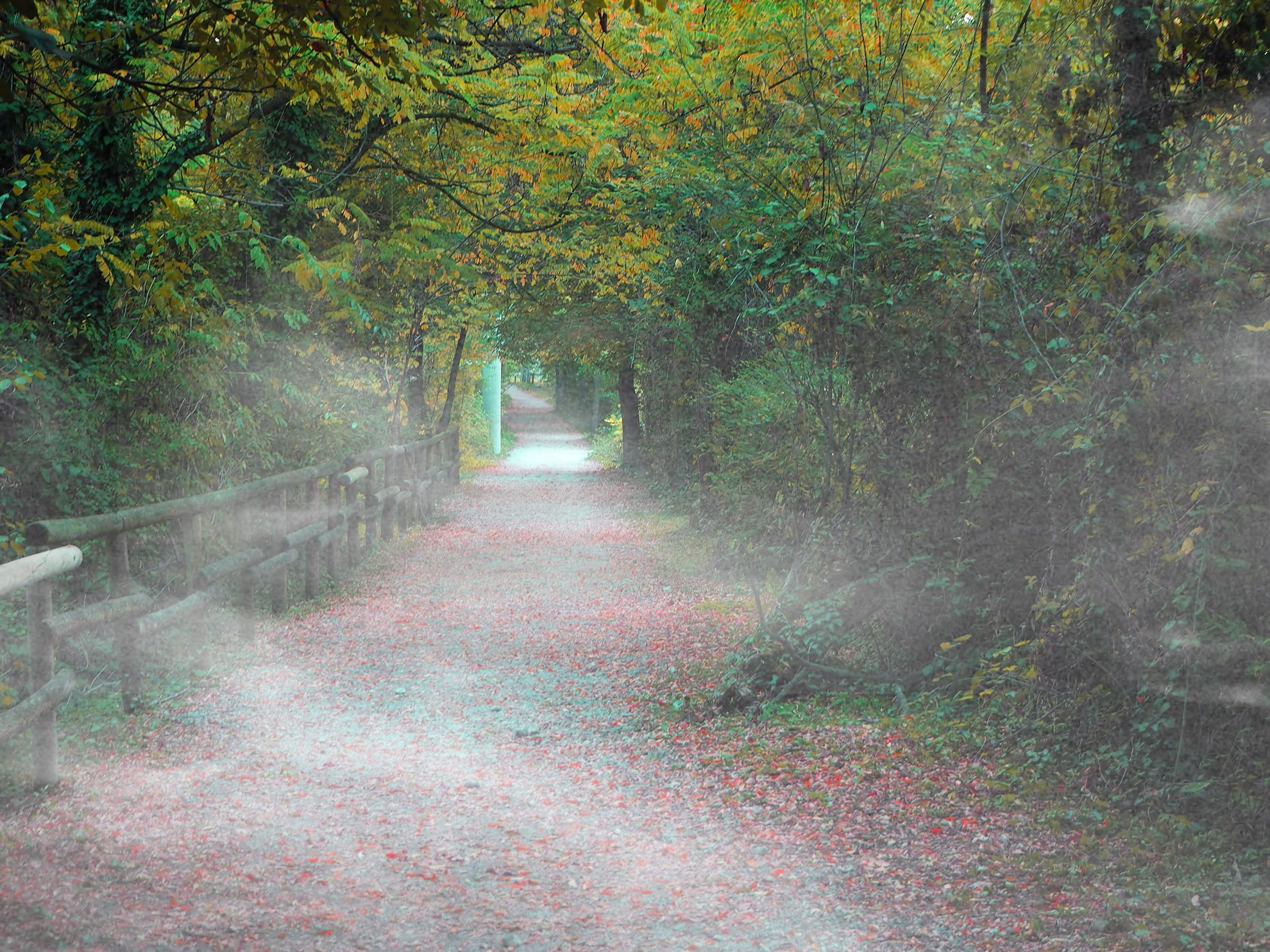 Nebbia nelle Torbiere del sebino