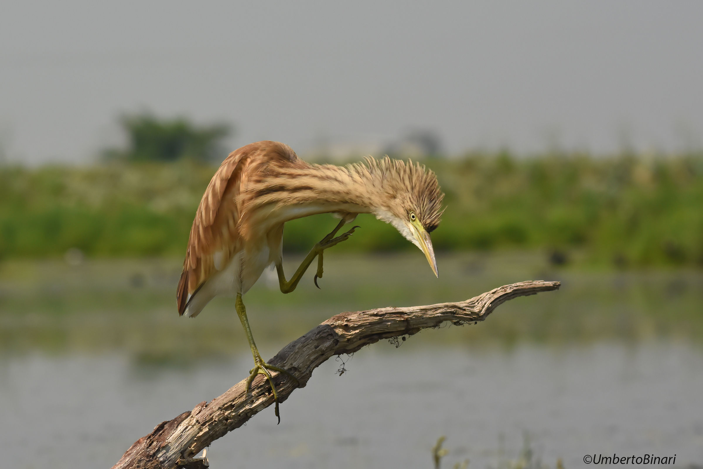 Sgarza sprig (ardeola ralloides) Heron Squacco