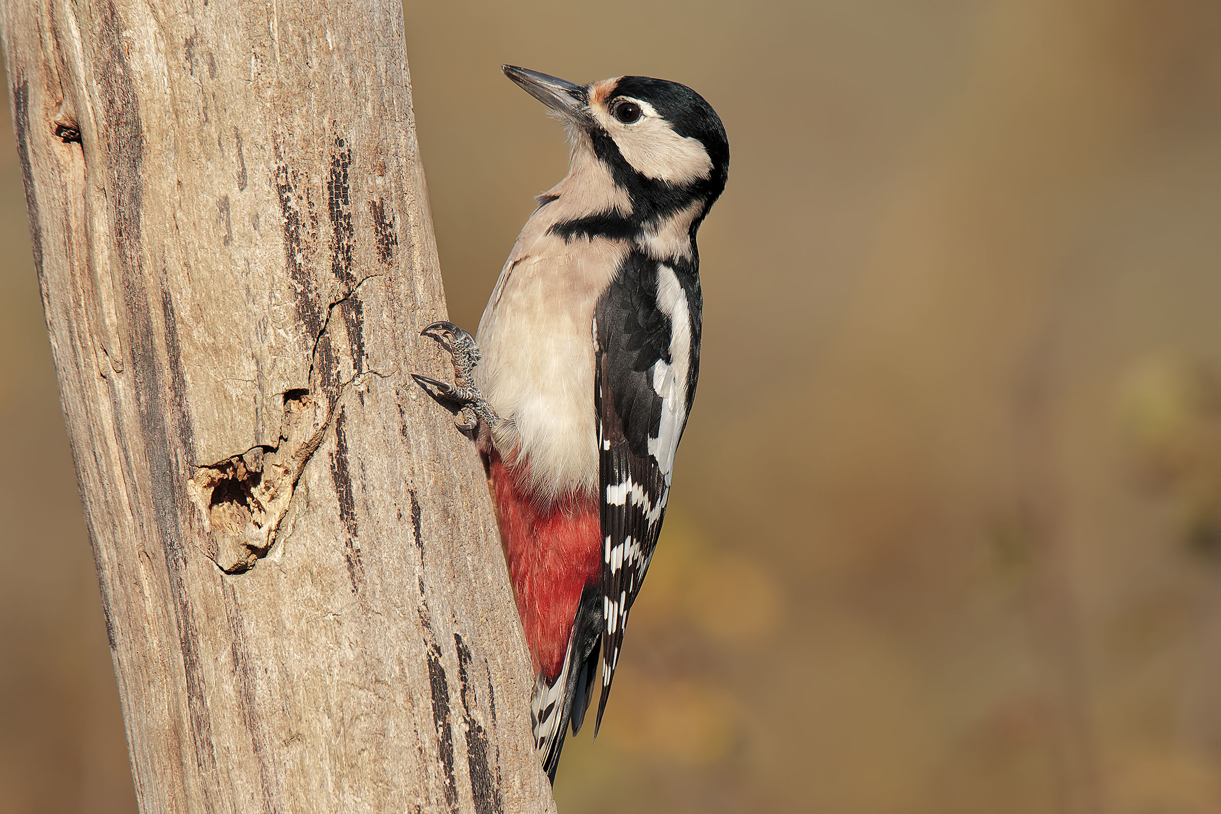 Big Red woodpeckers (f)