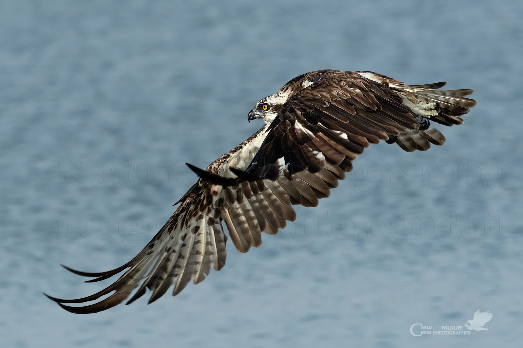 Osprey