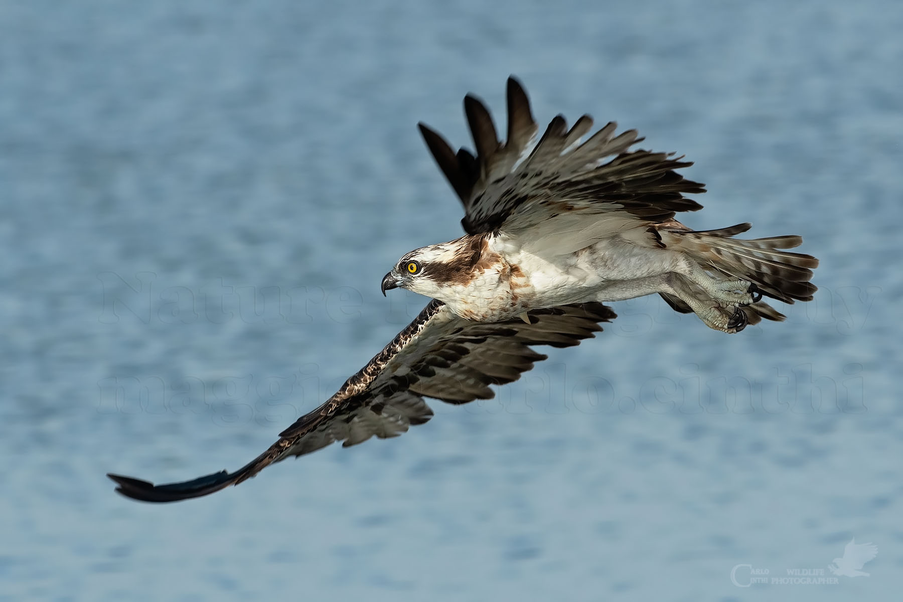 Osprey