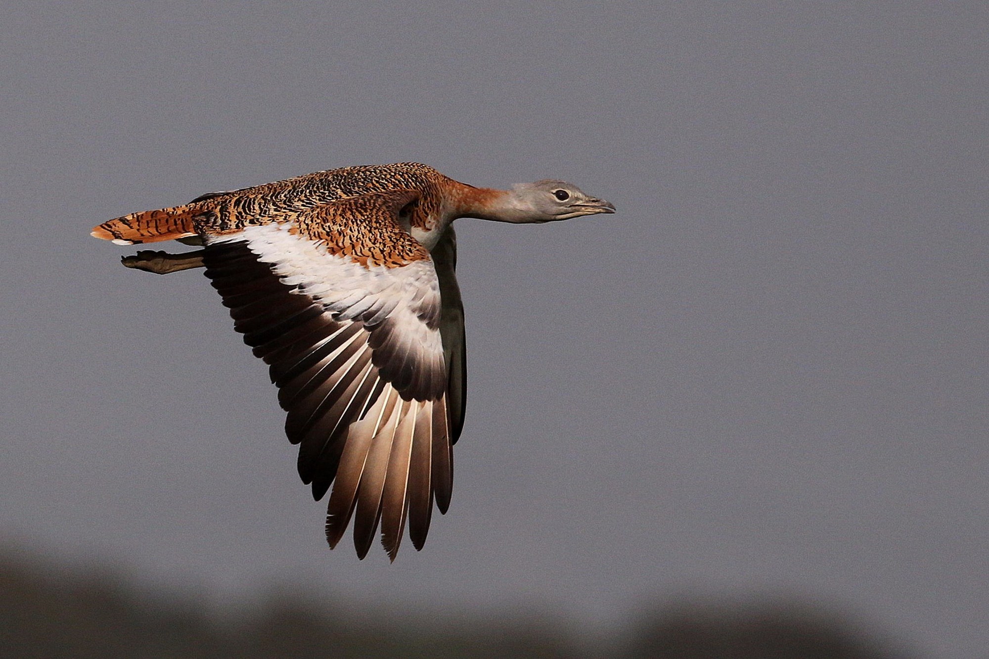 Bustard in flight