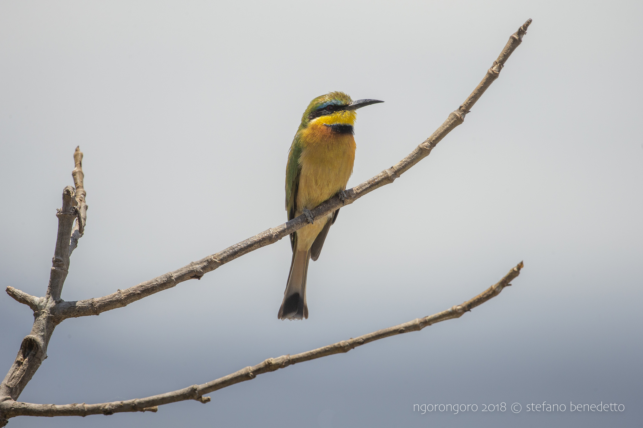 Little Bee-eater at Lake Magadi