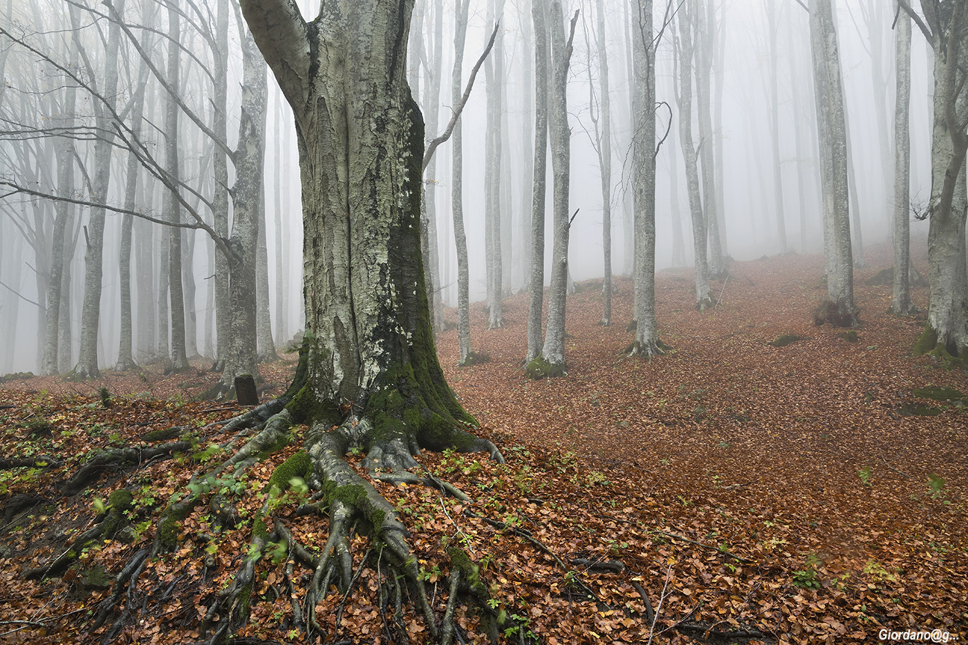 Il fascino della nebbia..