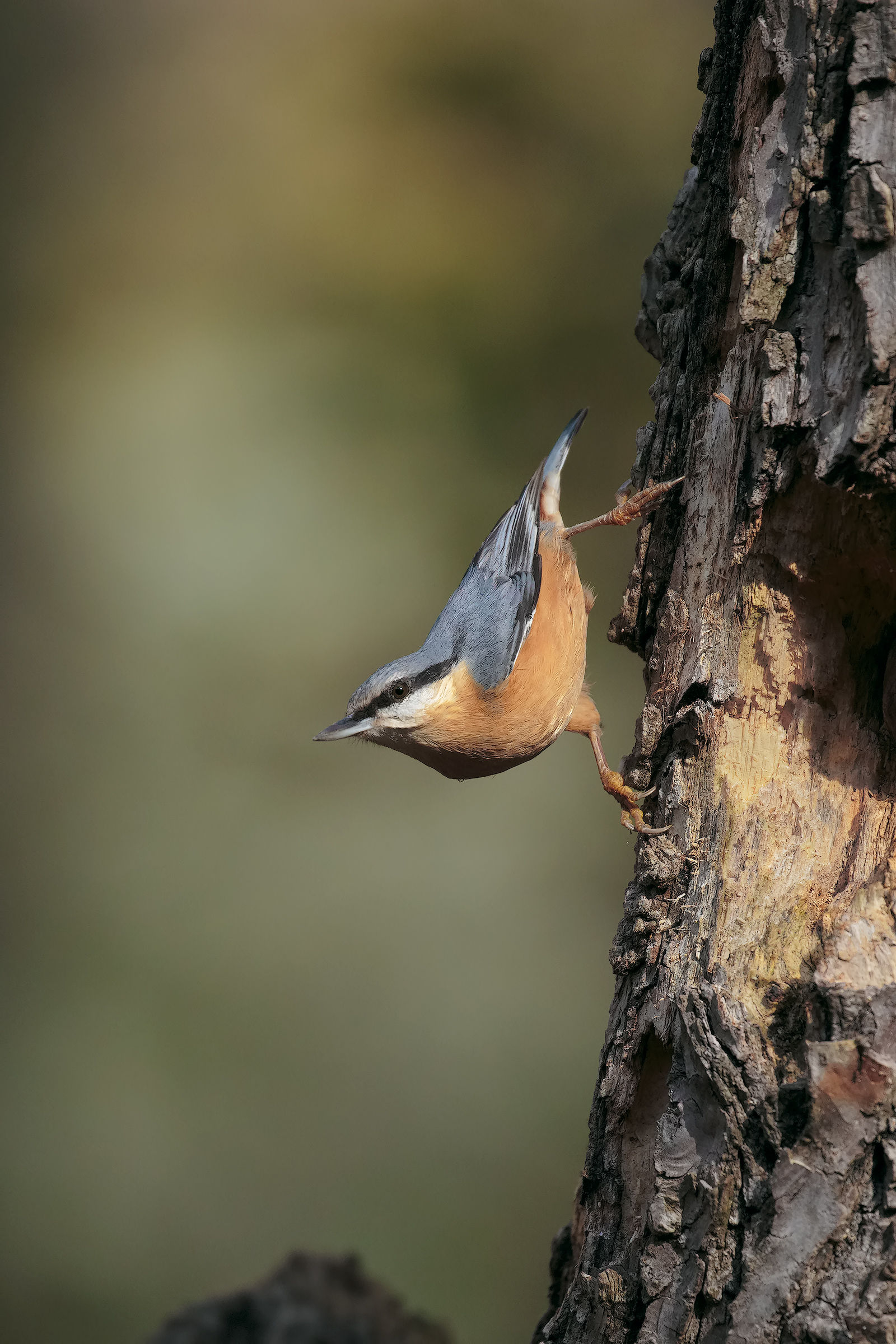 Nuthatch
