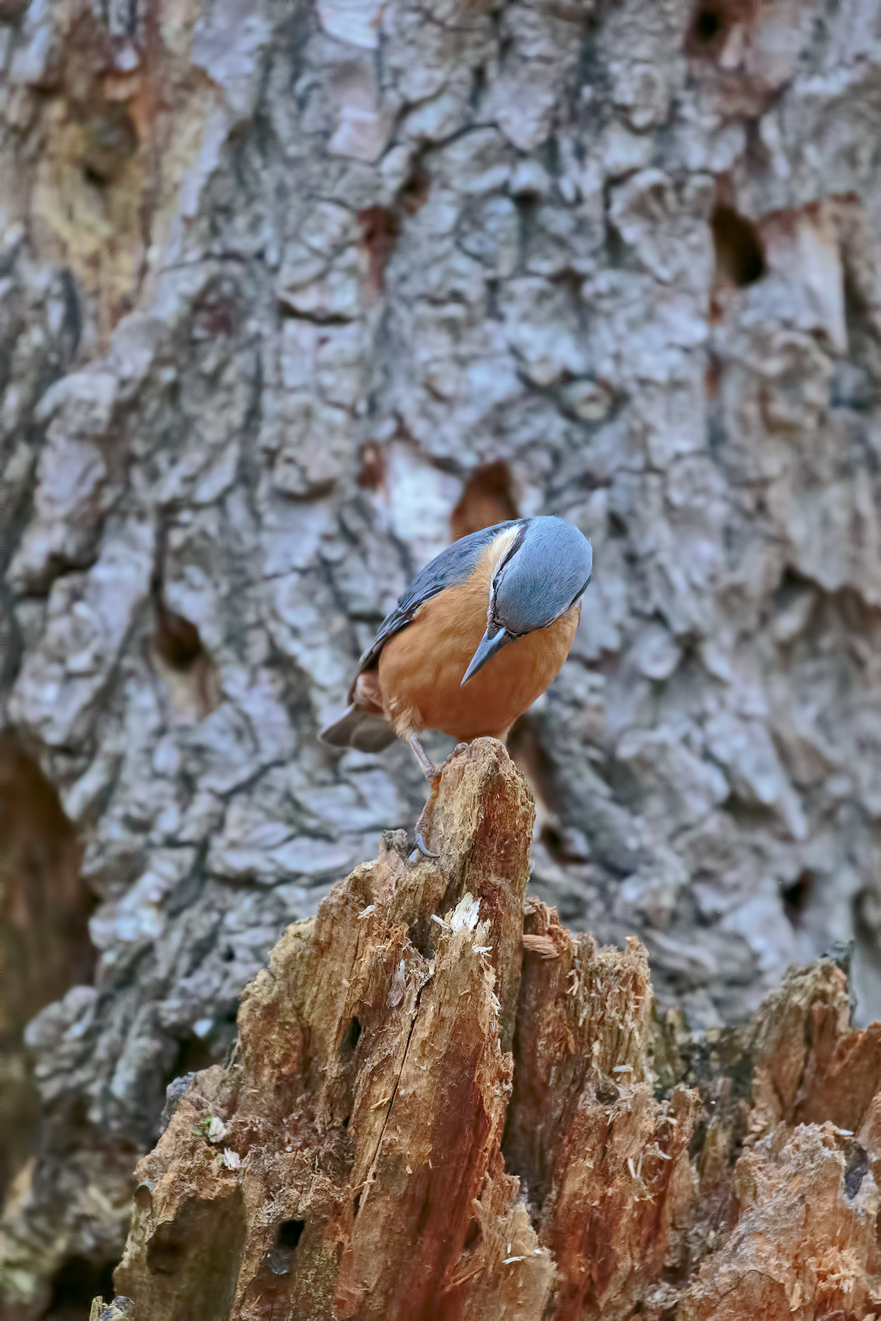 Nuthatch
