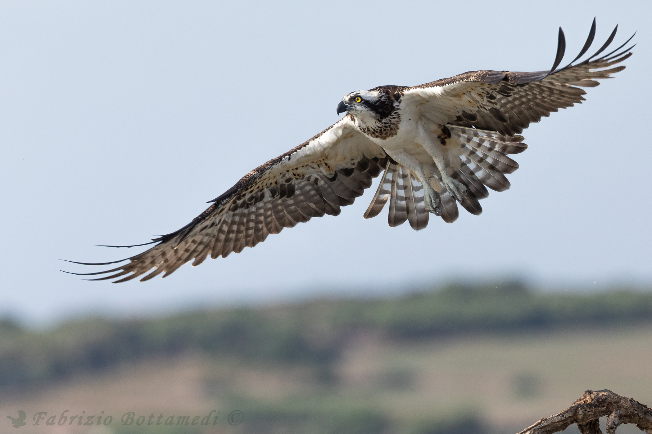 Osprey